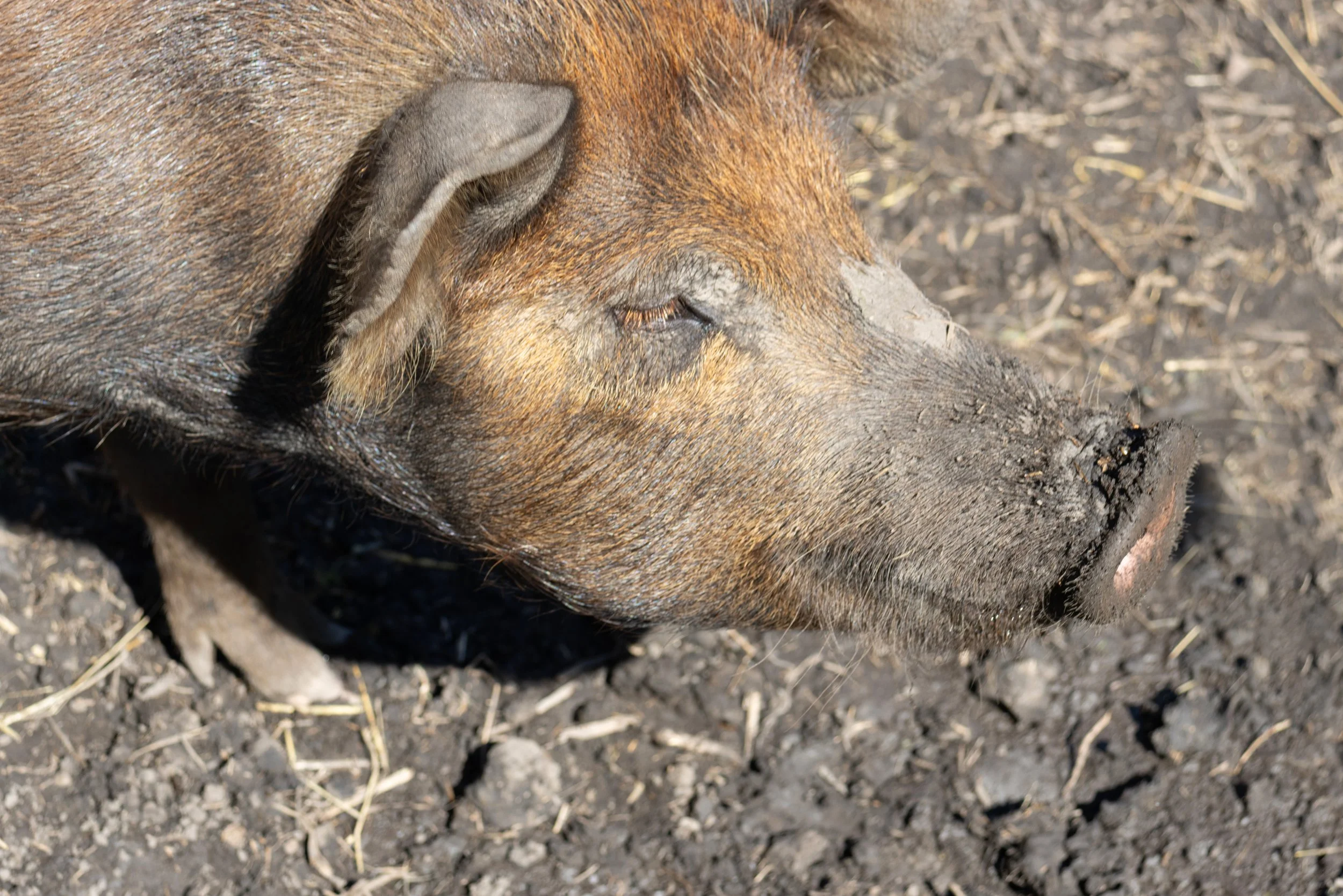 Peace River Petals-12.jpg