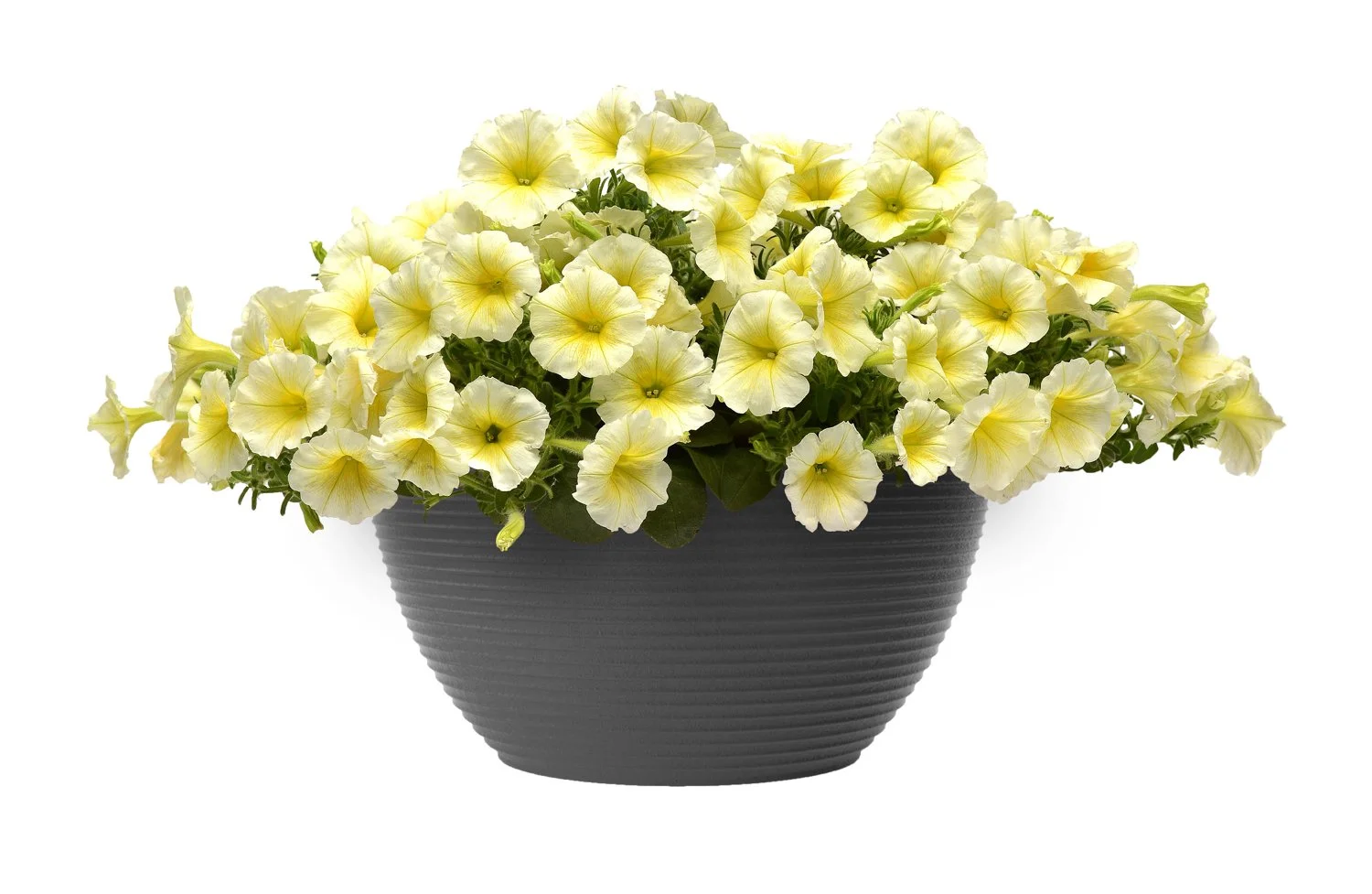 Petunia-E3-Easy-Wave-Yellow-6.jpg