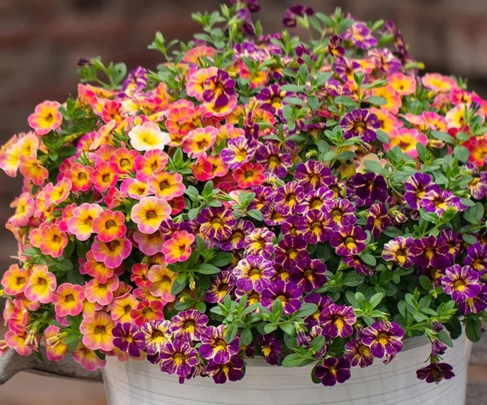 ✿ Blackberry Tart ✿