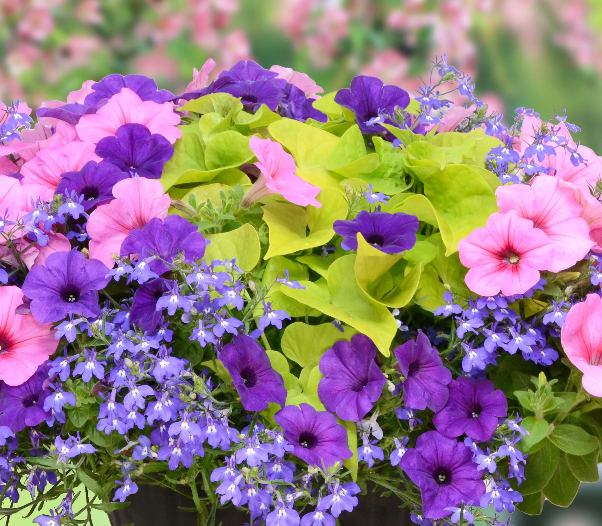 ✿ Spring Has Sprung ✿