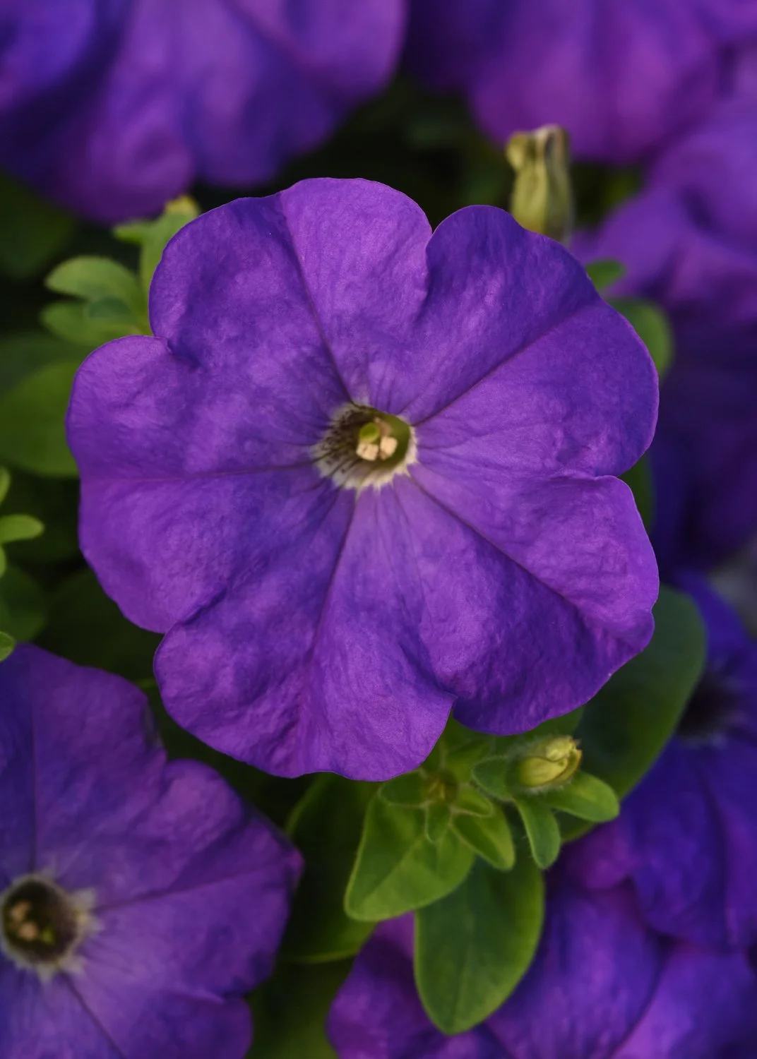 Petunia-Madness-Blue-Mid.jpg