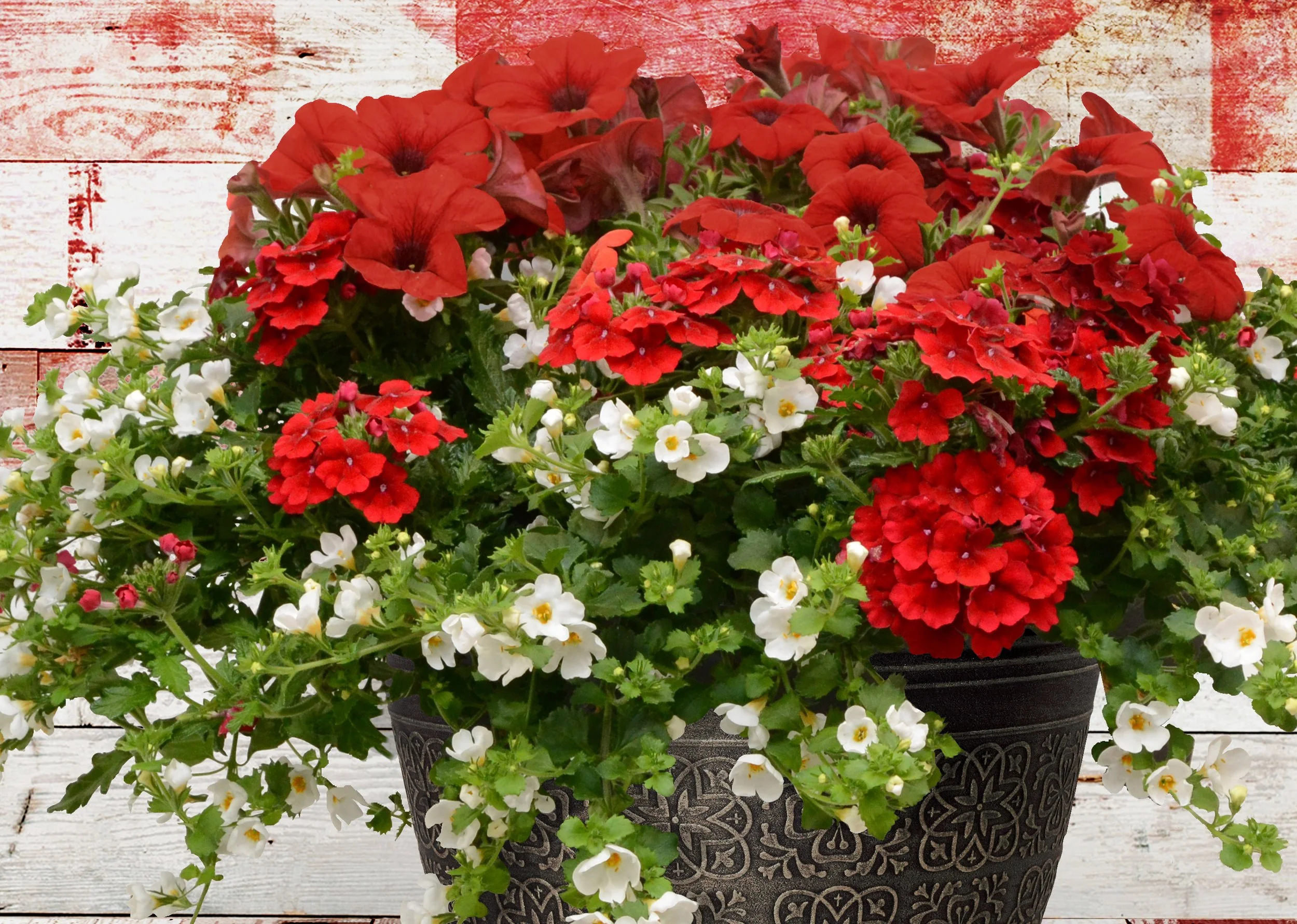 ✿ Strong and Free ✿