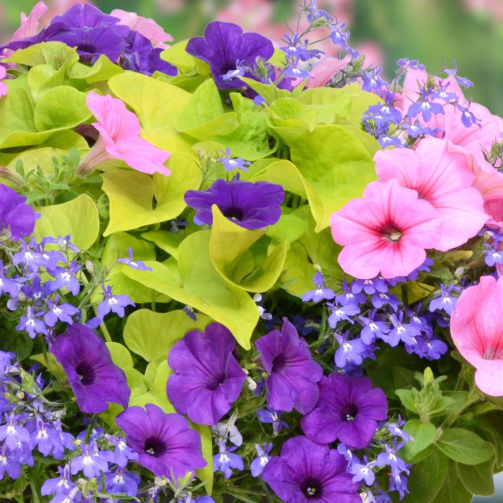 spring-has-sprung.jpg