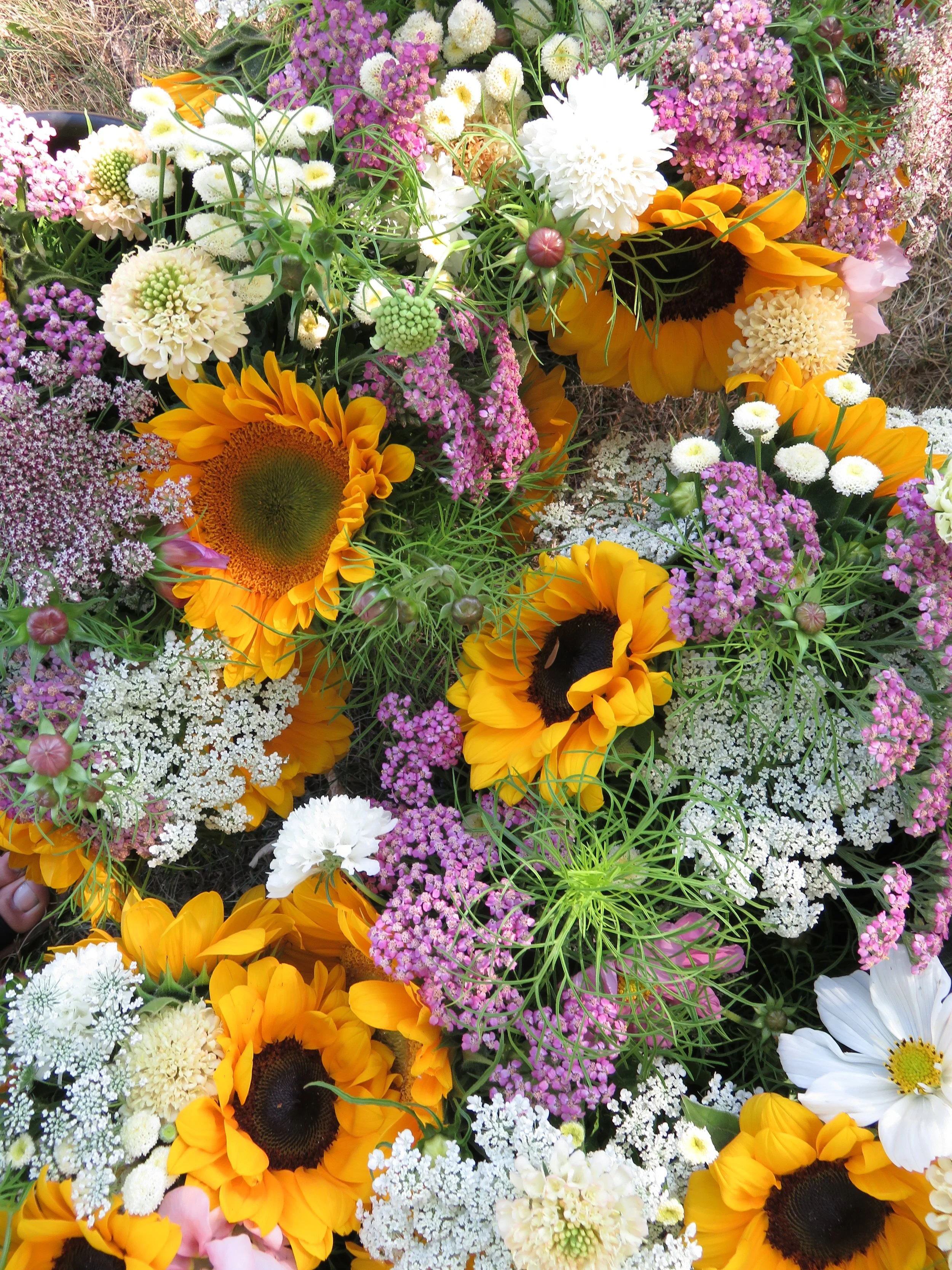 8-weeks of Summer Flowers