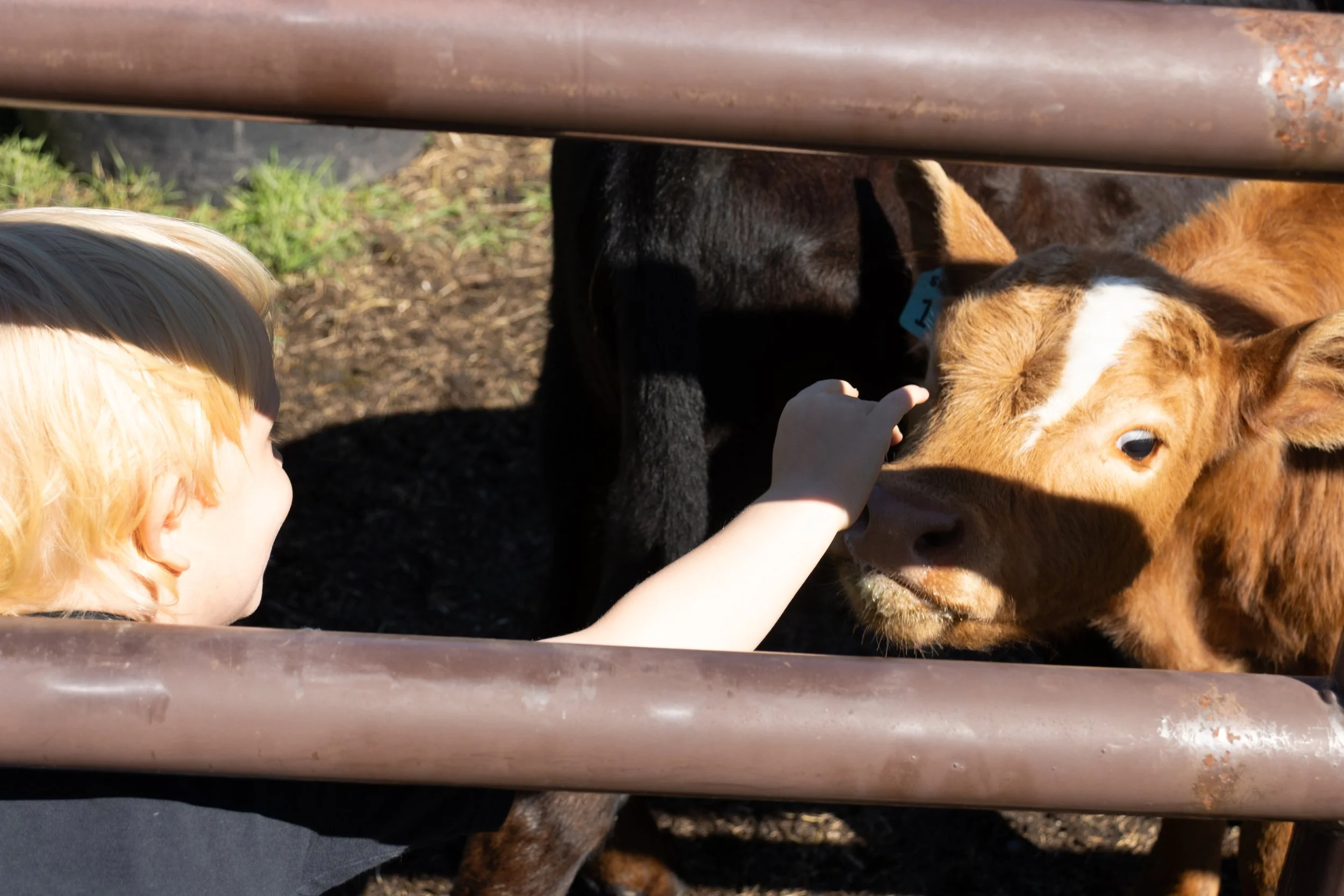 Peace River Petals-30.jpg