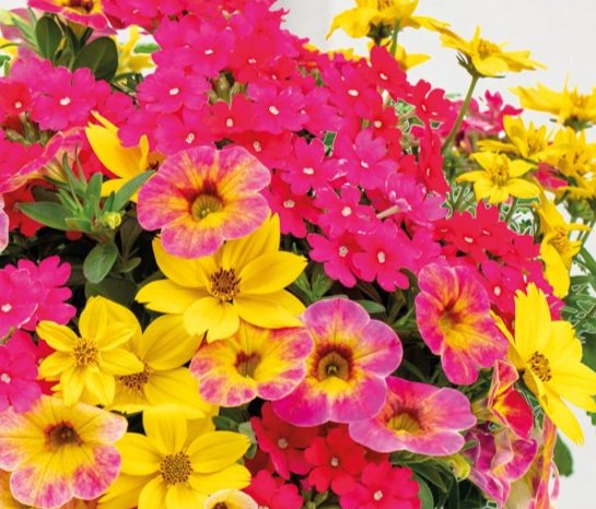 rose-explosion.jpg