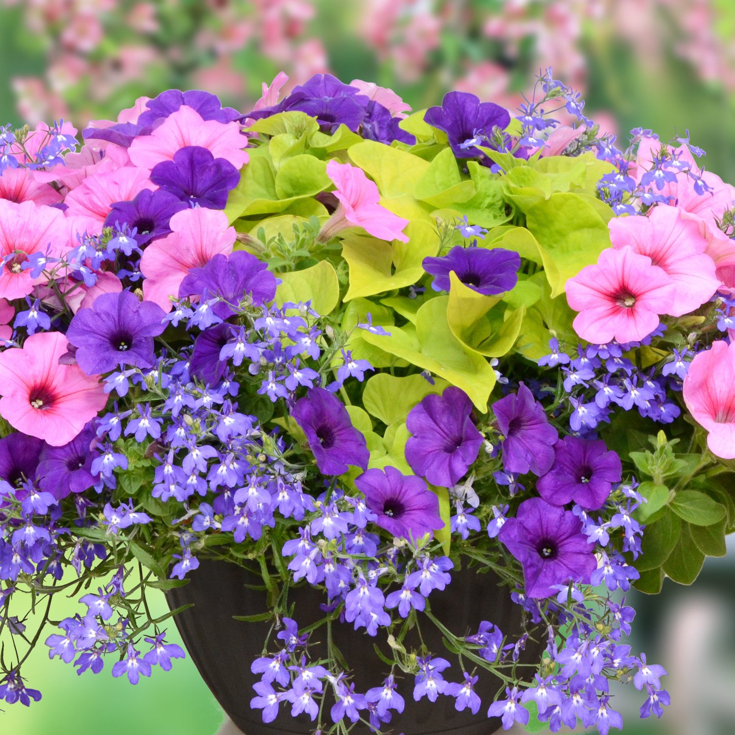 spring-has-sprung.jpg