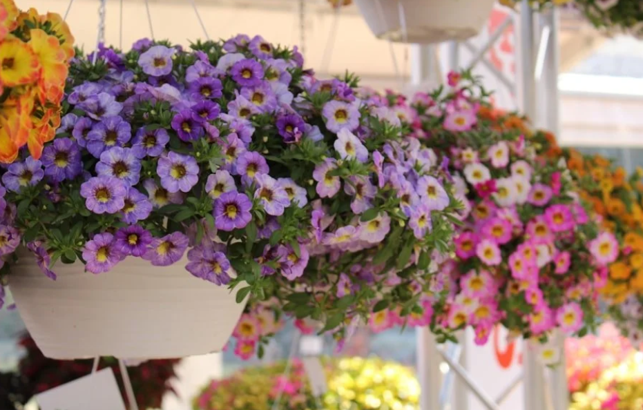 Basket Days: Petunia Madness