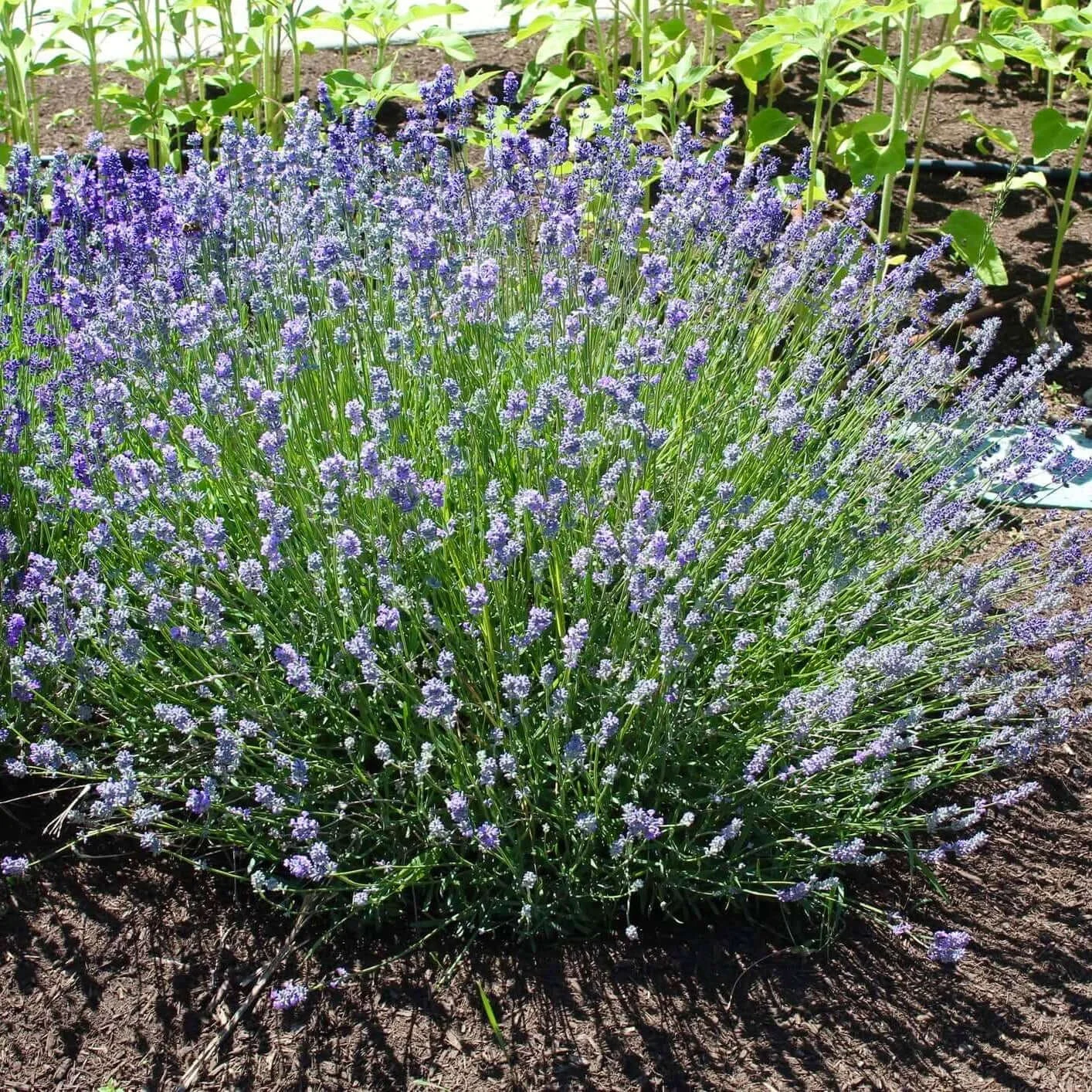 ✿ 'Munstead' Lavender ✿