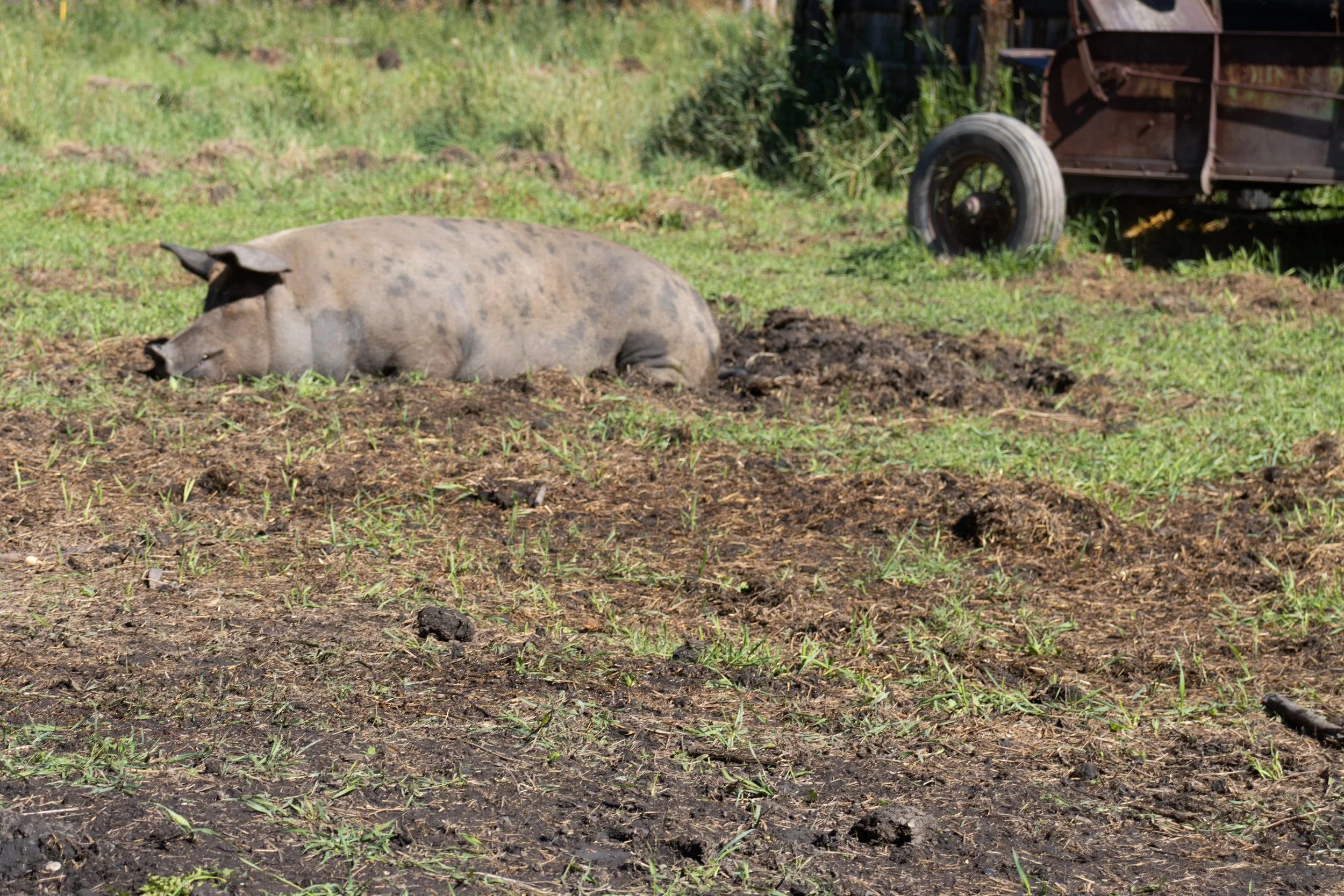 Peace River Petals-07.jpg