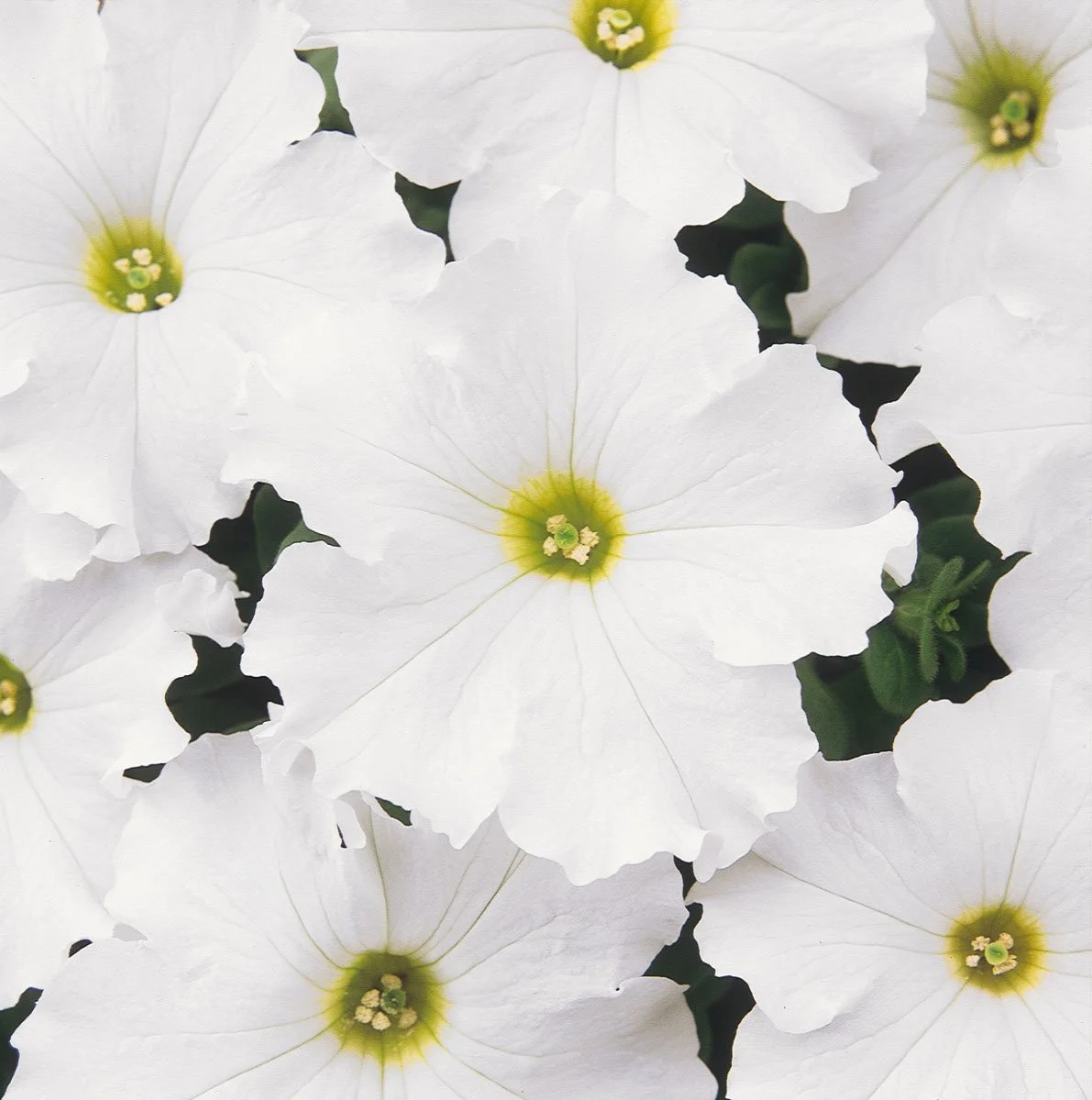 Petunia-Dreams-White.jpg
