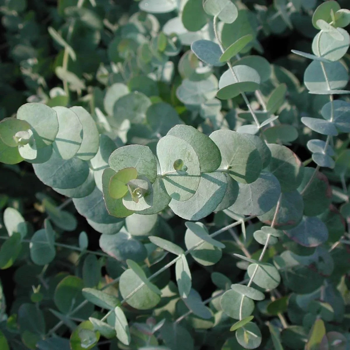 ✿ 'Silver Dollar' Eucalyptus✿