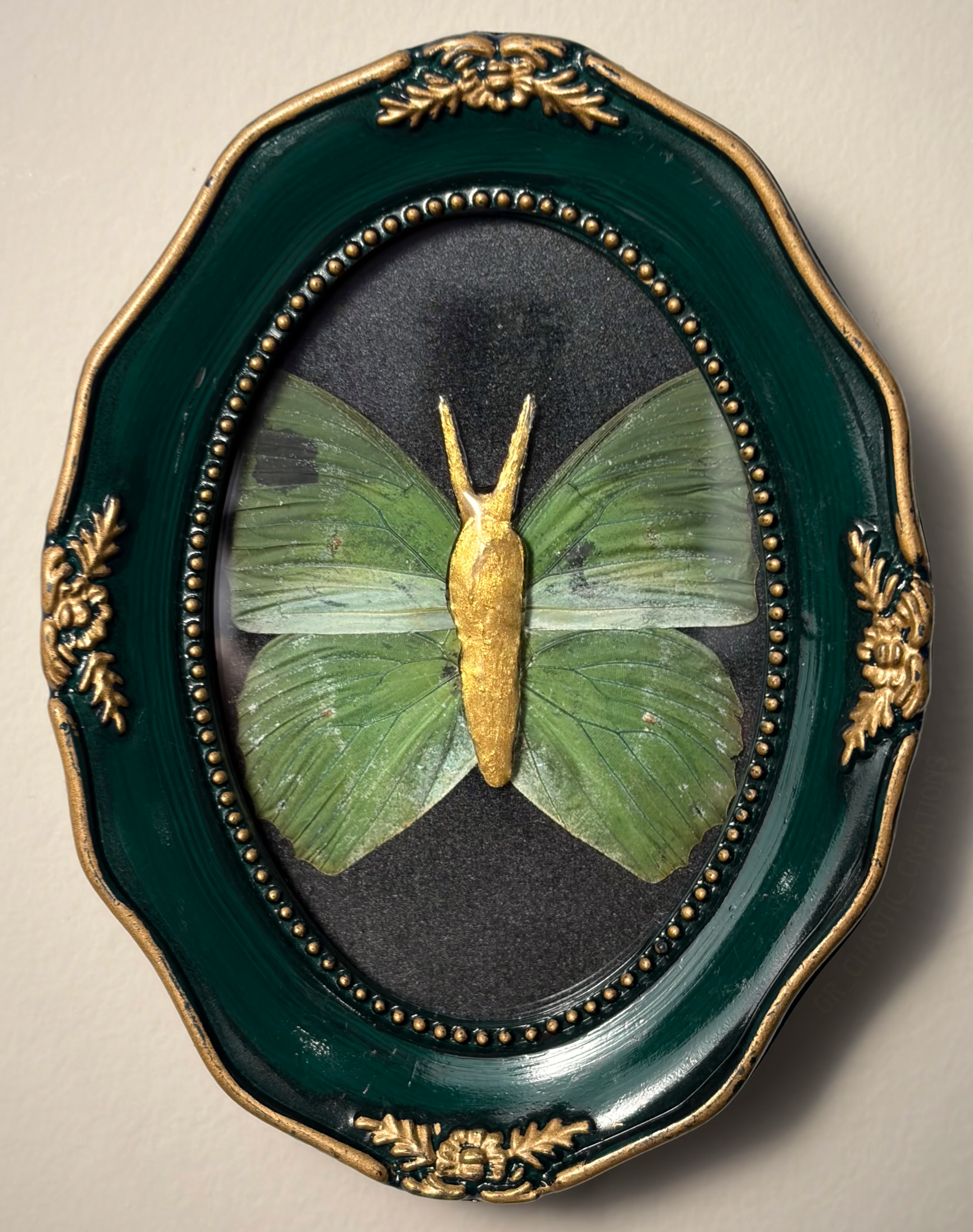 green+charaxes.png