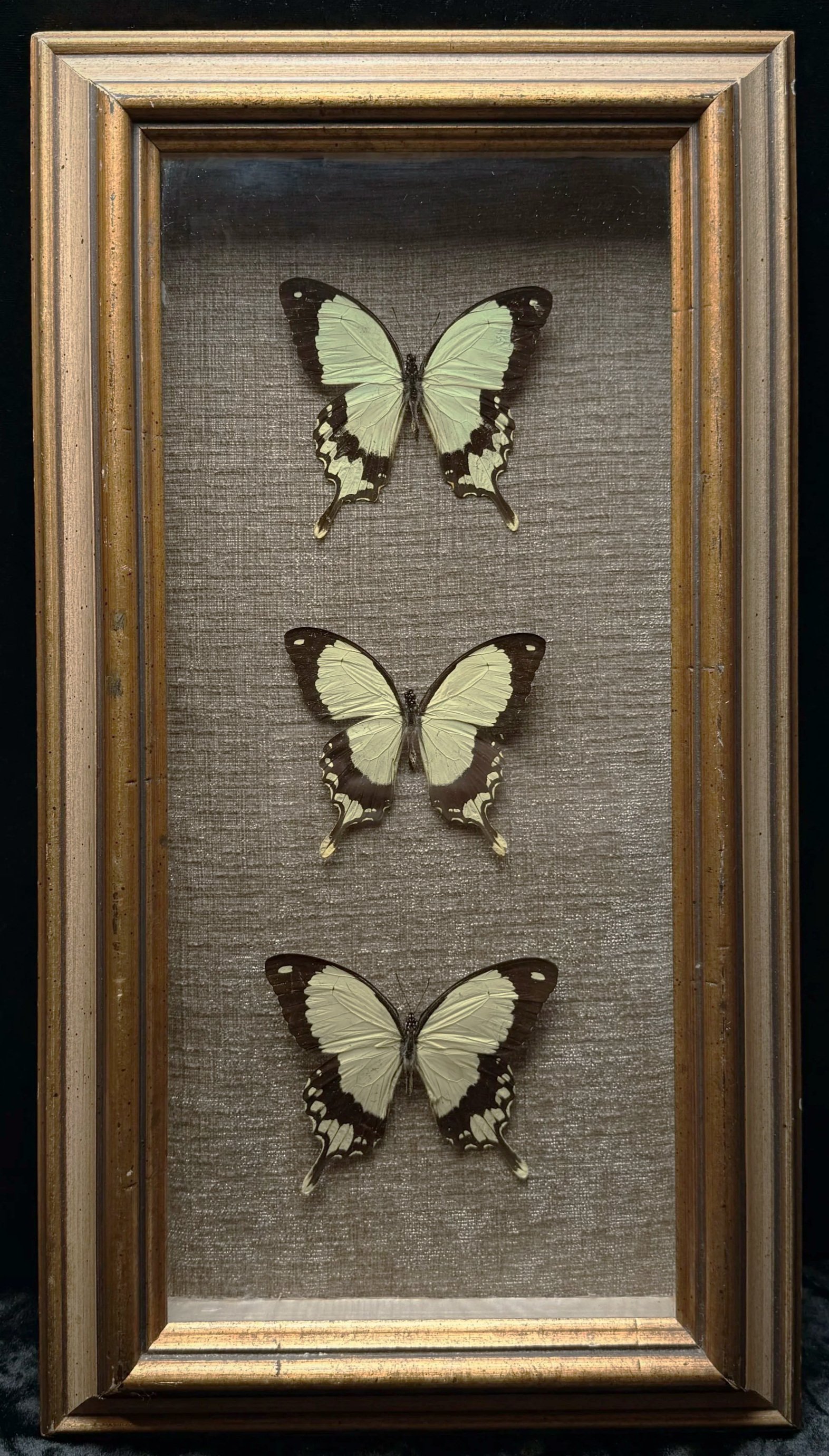 edited+butterfly+frame.jpg