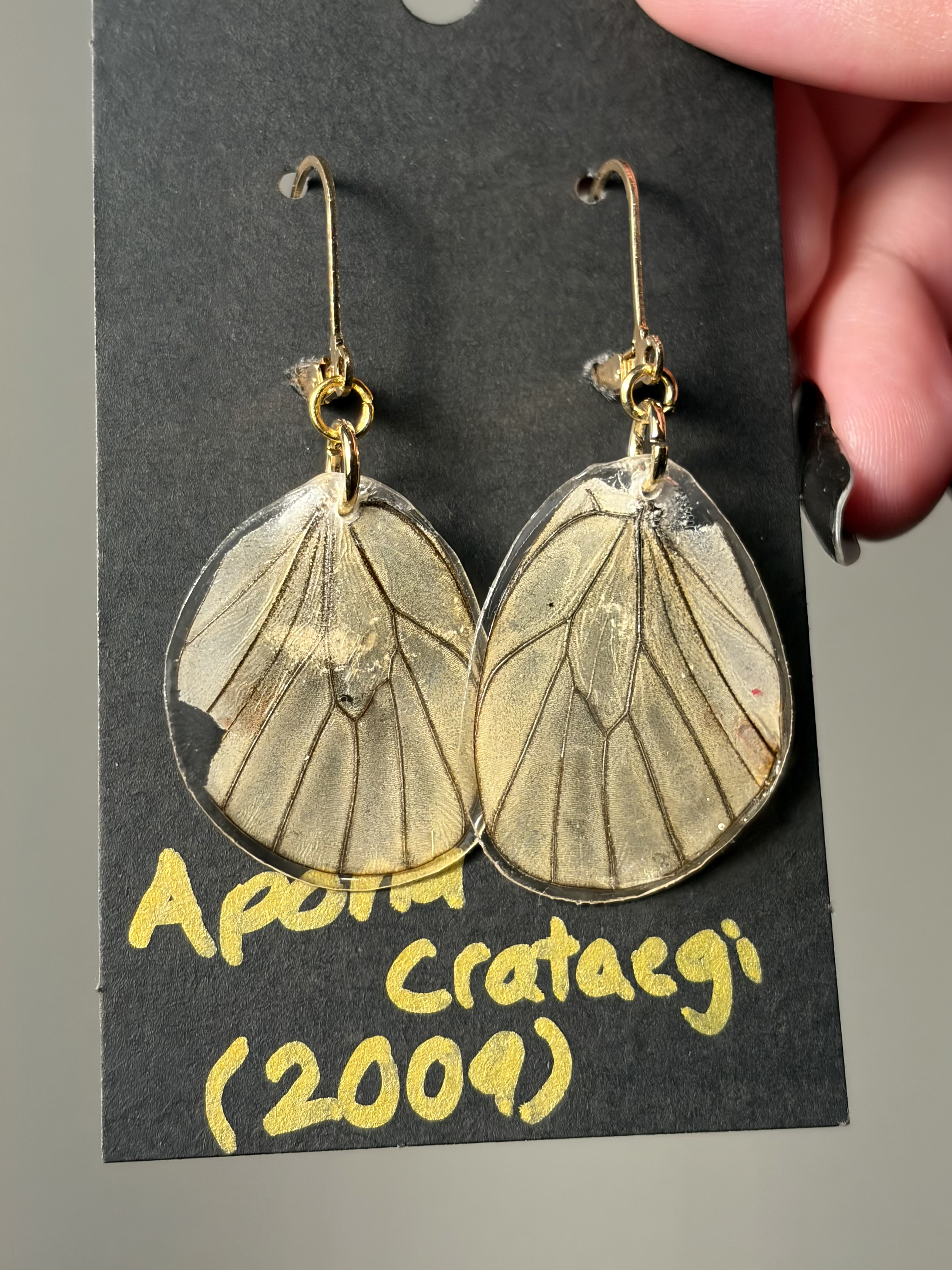 Aporia Crataegi Earrings - Hindwings