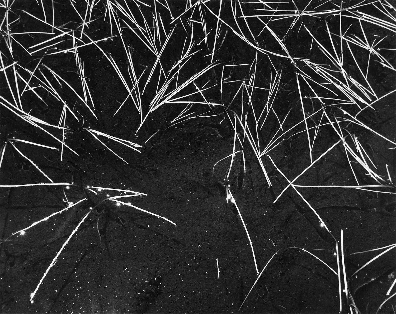 Ansel Adams, Grass and Pool, Tuolumne Meadows, Yosemite Valley, California, 1935, gelatin silver print