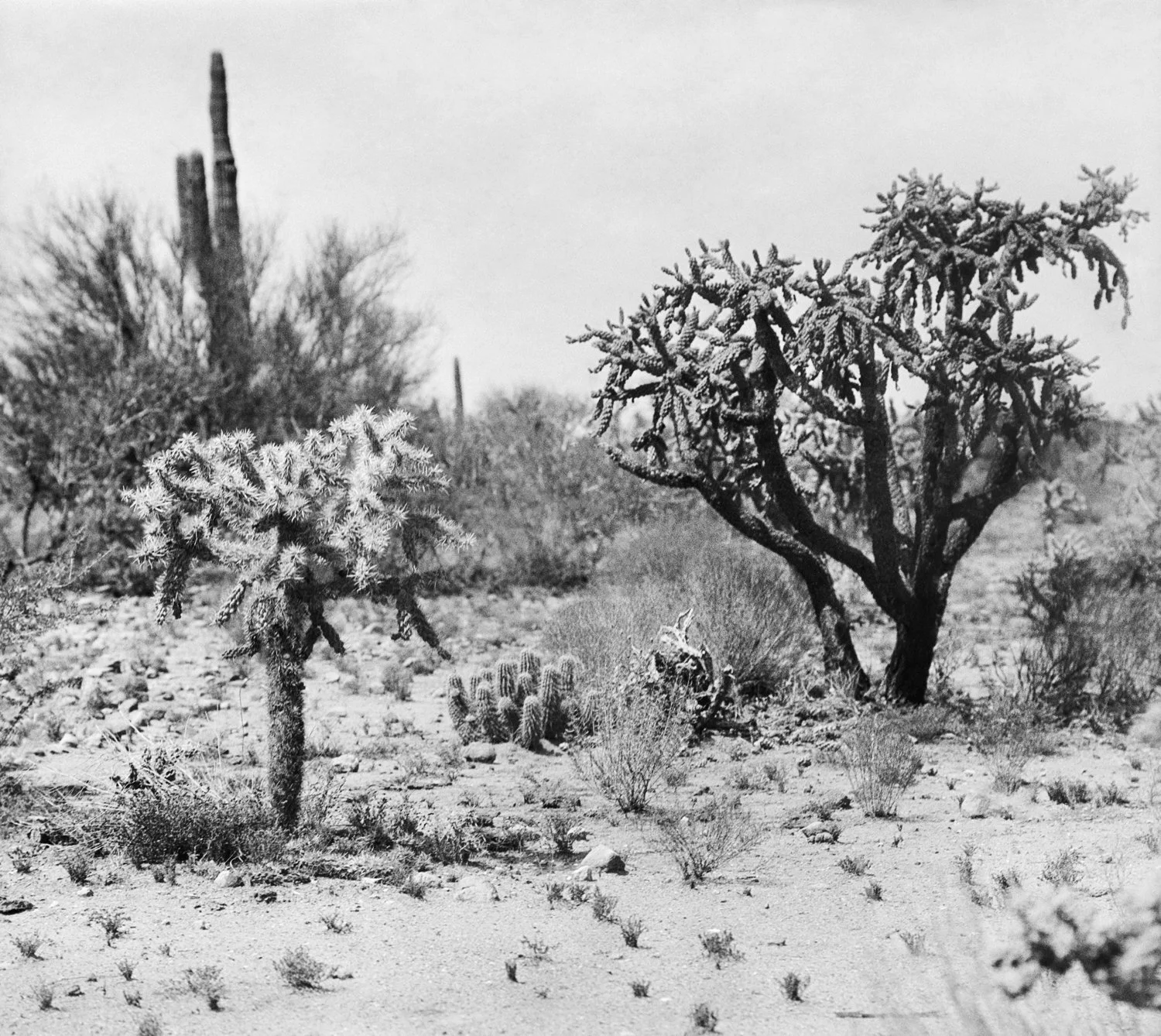 Cacti, Painted Desert, Arizona, 1926
