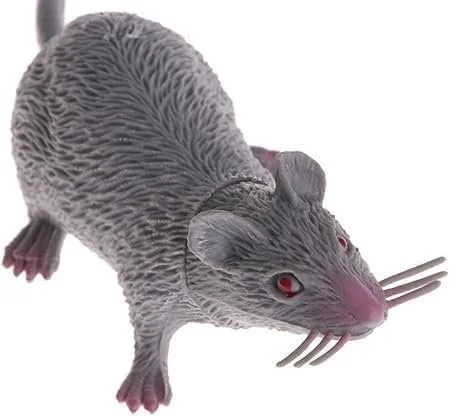 Name OUR RAT!
