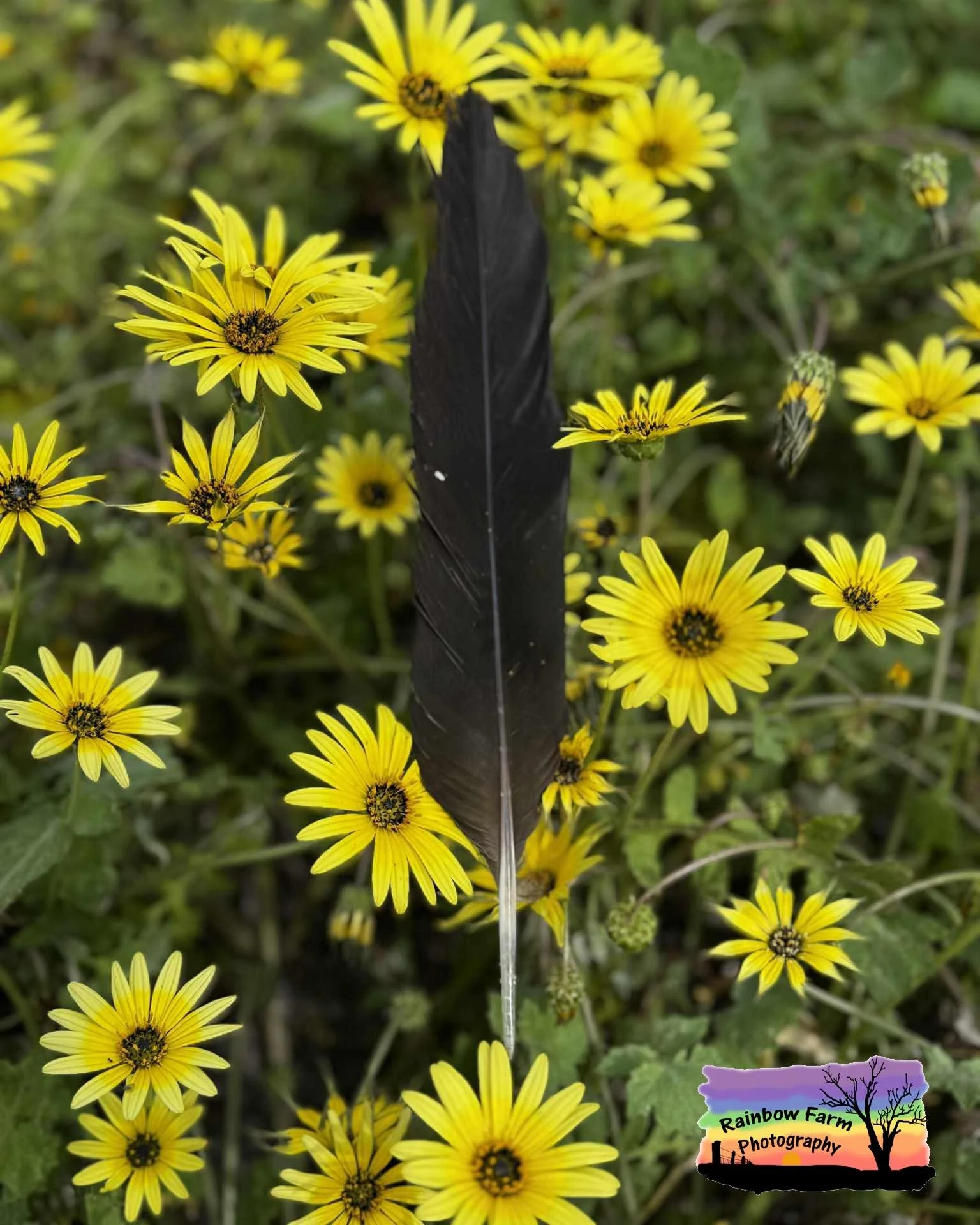 Yesterday, while the sun was out and the yellow flowers were open, I found this black feather among the blooms. A cast off from the white tailed black cockatoos that have been filling the skies around the farm.

Today the rain has arrived, the skies 