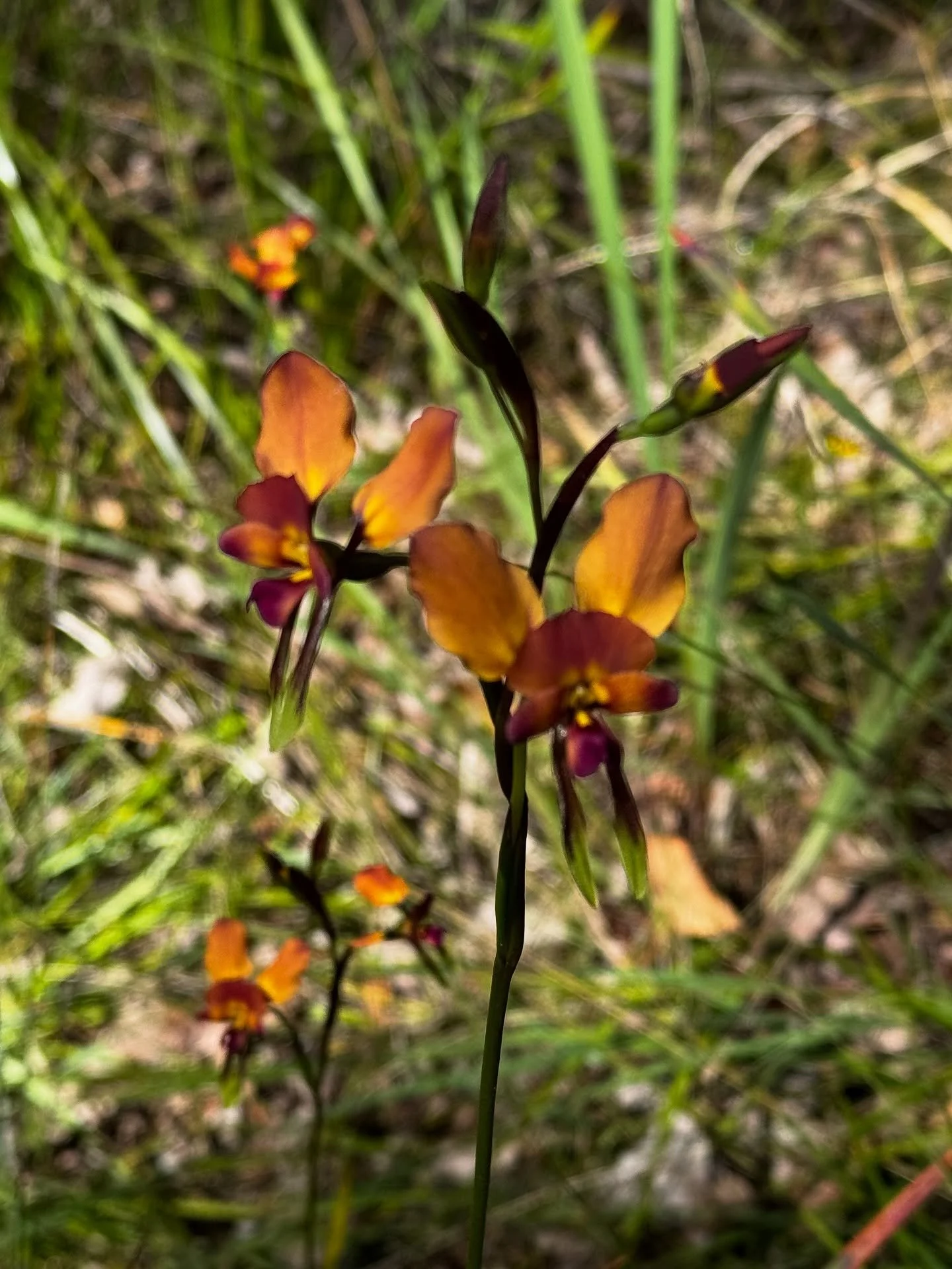 My weekly visit out to my parents just like my beautiful bush it yields something different every time.

Last week was rattle beak orchids this week it&rsquo;s donkey orchids so beautiful.

What treasures have you unearthed when you have been out and