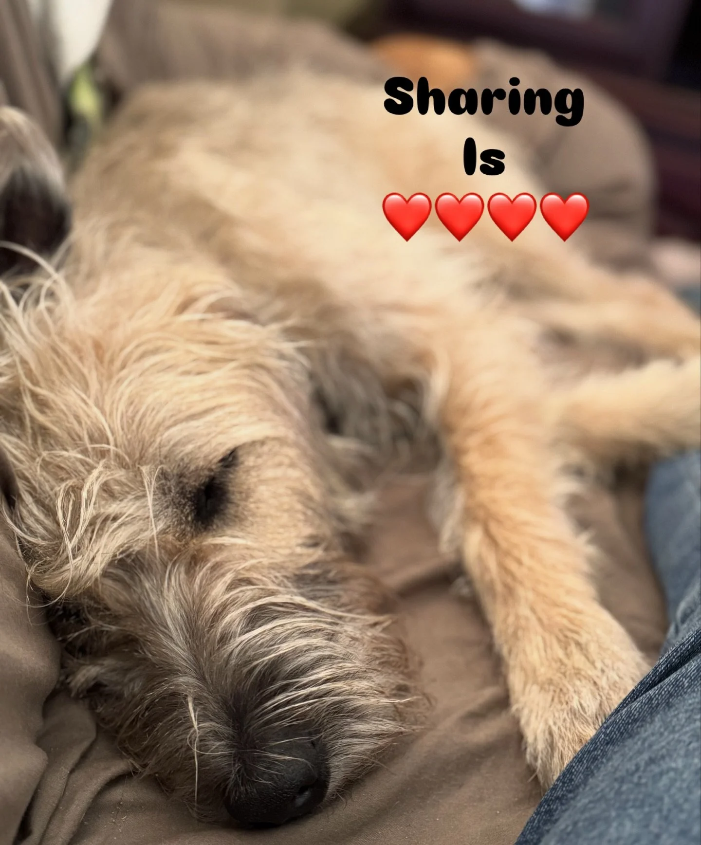 Sorsha knows her cuteness and will fill up the couch with it.

Who can resist that face.

Do you have a furry that uses there cuteness to wrap you round their paw?
Tell me all about them in the comments