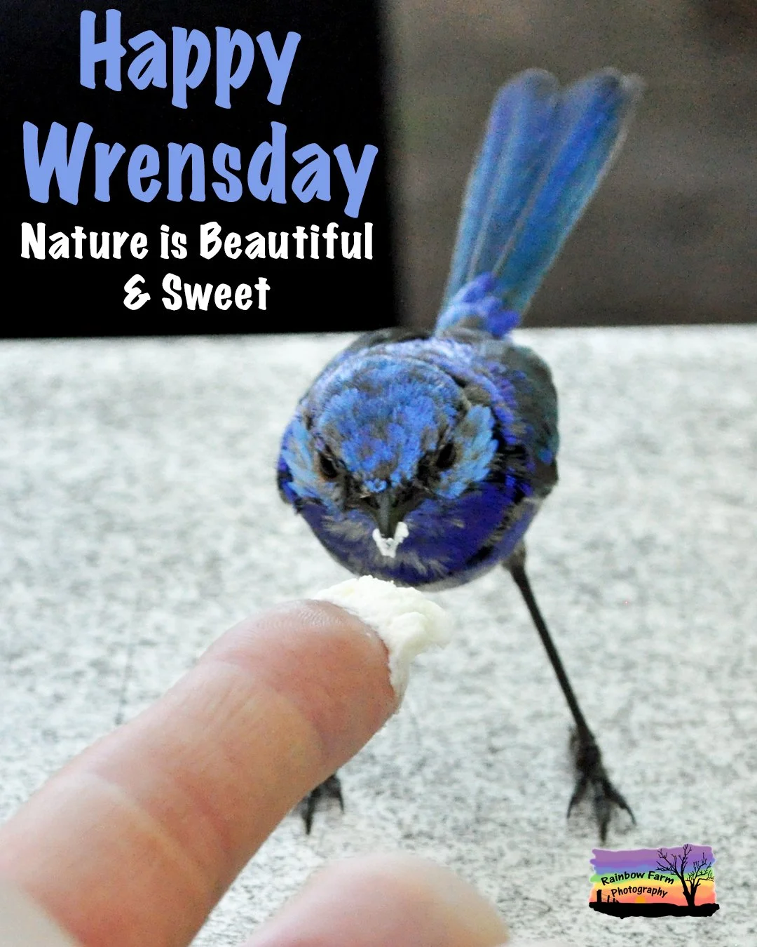 Celebrate Wrensday with a splash of blue!

I collected my Redbubble order yesterday which included another ( I am obsessed with this product) throw blanket this time with my blue wren collage image on it.
The blankets are so soft and cosy and so many