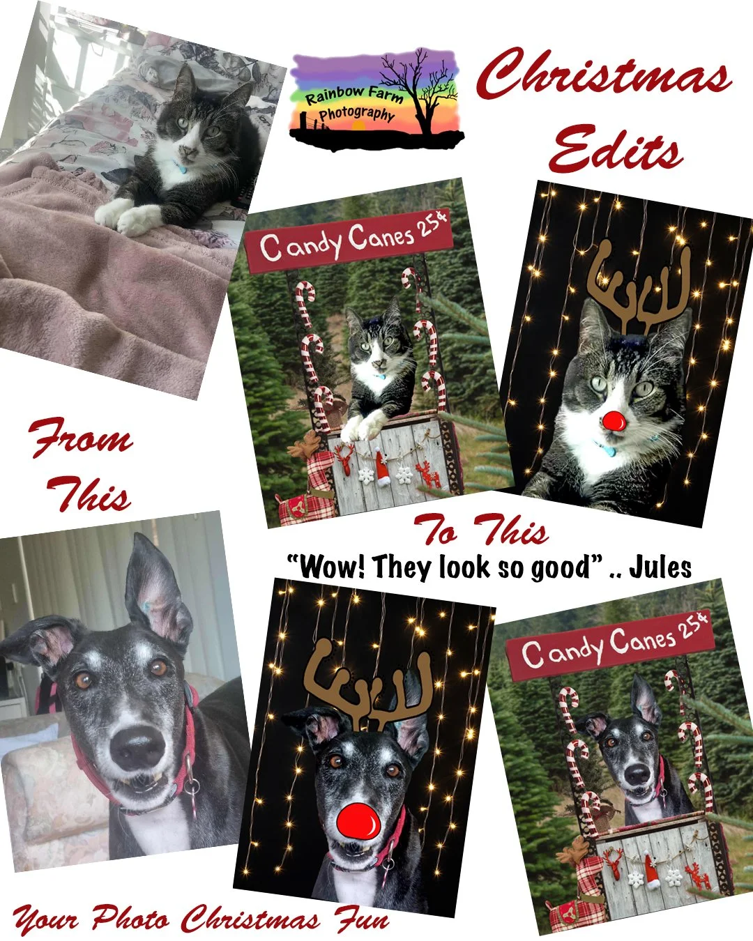 Wow !! They look so Good .... thank you to Jules for sharing her fur babies with me and didn't they come up gorgeous and so cute.

Just a little bit of fun for Christmas and a unique way to celebrate the season with your friends and family while show