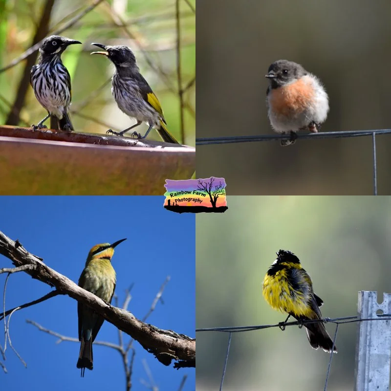 Today is National Bird Day &hellip;

A quiet reminder to pause and notice the birds around us.
The ones calling from the trees at sunrise, splashing in the bird bath, or gliding low over the paddocks.

Birds are some of my favourite subjects to photo