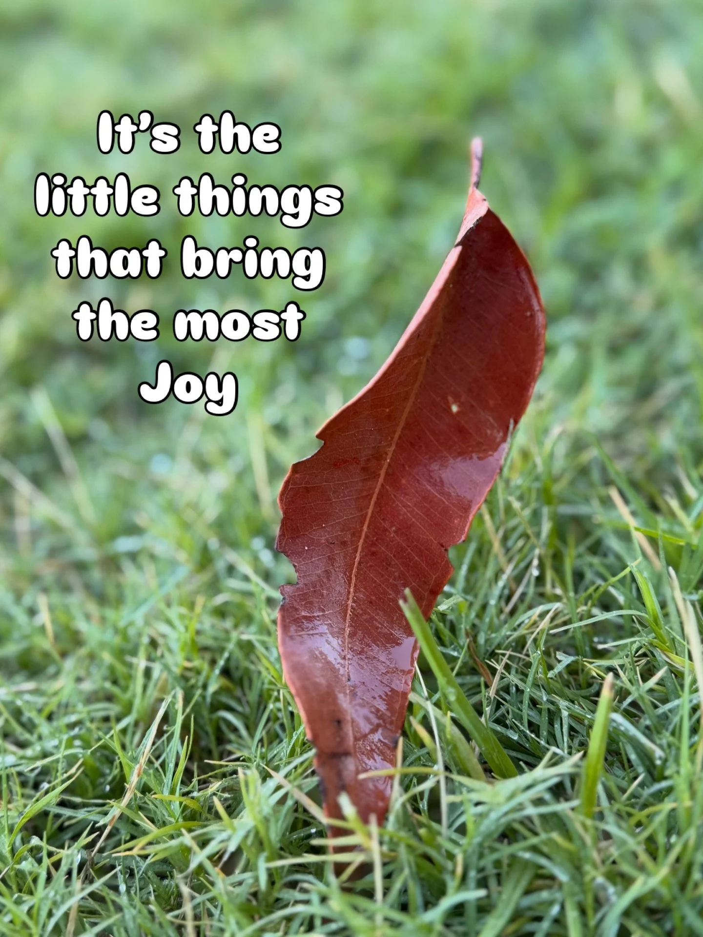 Your mission if you choose to accept it&hellip;

Take notice of the little things.

Go out today and take snapshots of small unnoticed beauty.

Then share it .. send me a link or tag me

Let&rsquo;s spread the healing power of little things from ever