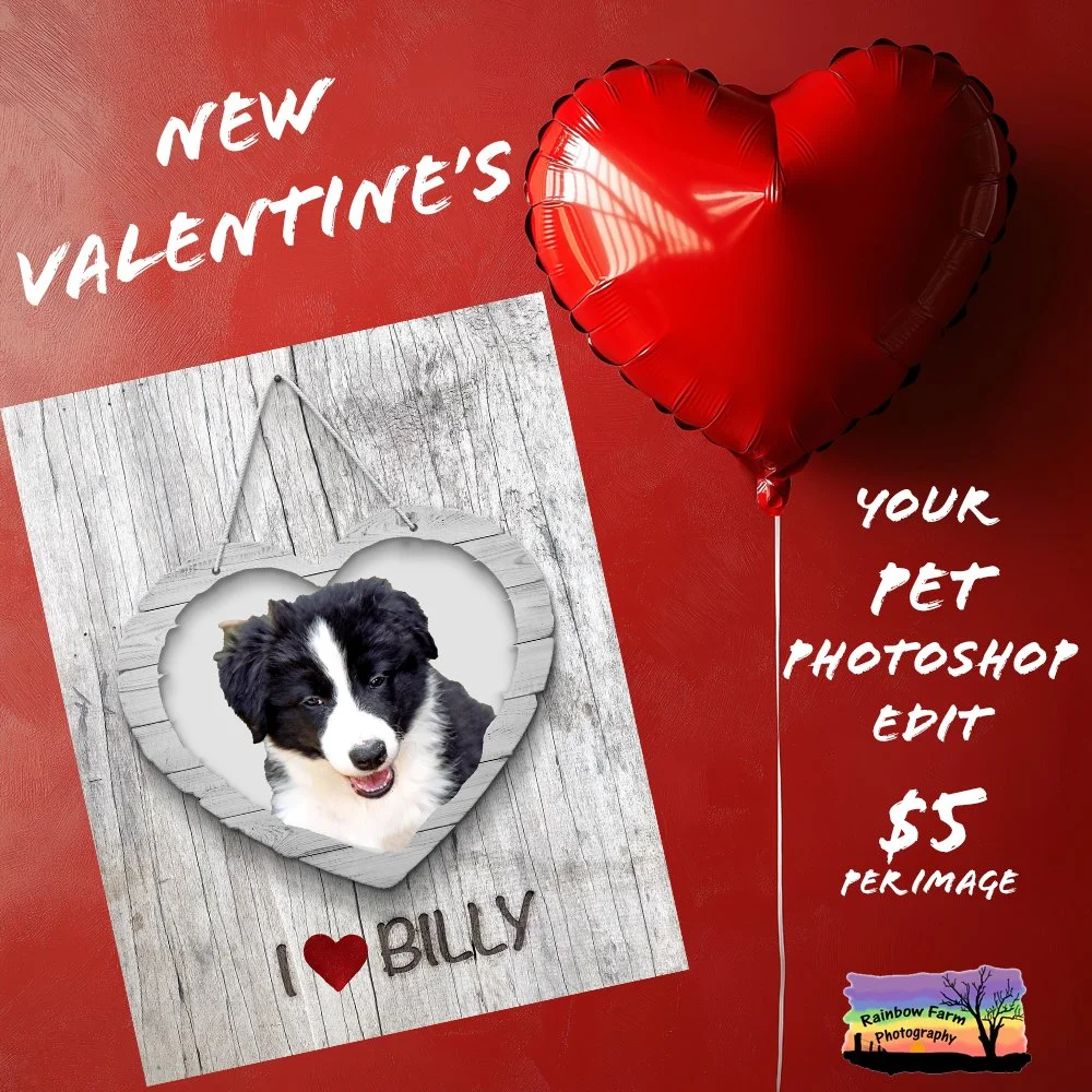 It's Valentine's Day this Saturday are you all set???

If not how about one of these amazing offers ....

Valentine's Day Photo edits

Make Your Pet the Star of Valentine&rsquo;s Day! 

Transform your pet&rsquo;s photos into heartwarming Valentine&rs
