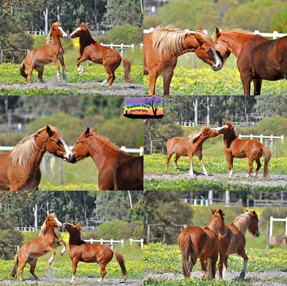 Today we celebrate World Horse Day 

A day to honour one of humanity&rsquo;s oldest companions.

For thousands of years, horses have carried us across continents, worked beside us in fields, stood with us in battle, and partnered with us in sport and