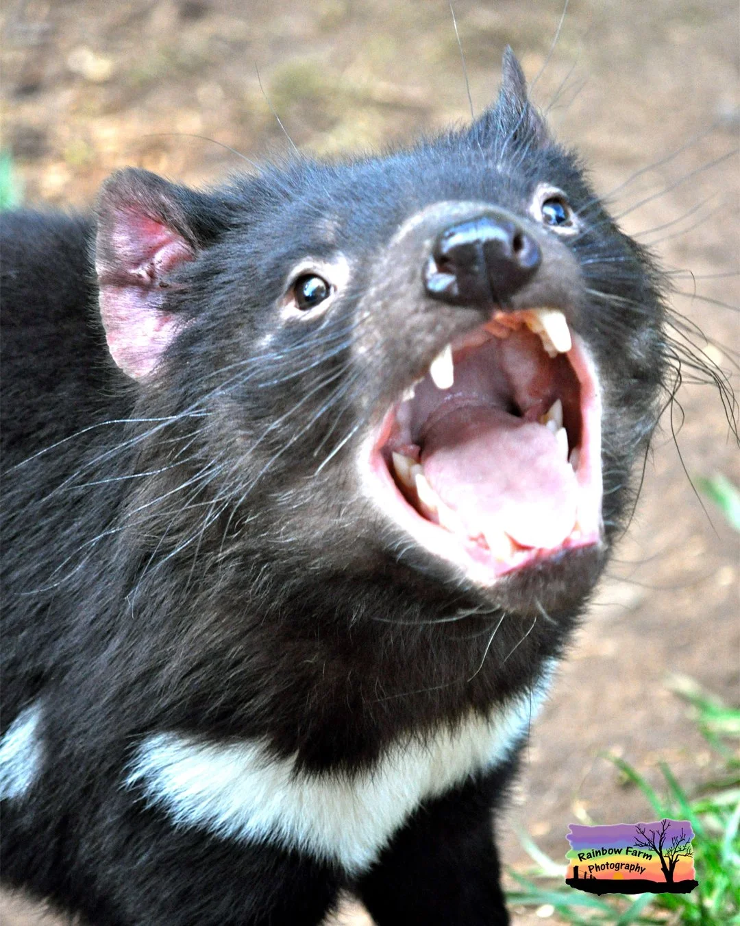 It's World Wildlife Day reminding us that conservation begins close to home.

World Wildlife Day asks us one simple question:

What kind of future do we want for the natural world?

Wildlife faces habitat loss, climate change and human expansion.
But