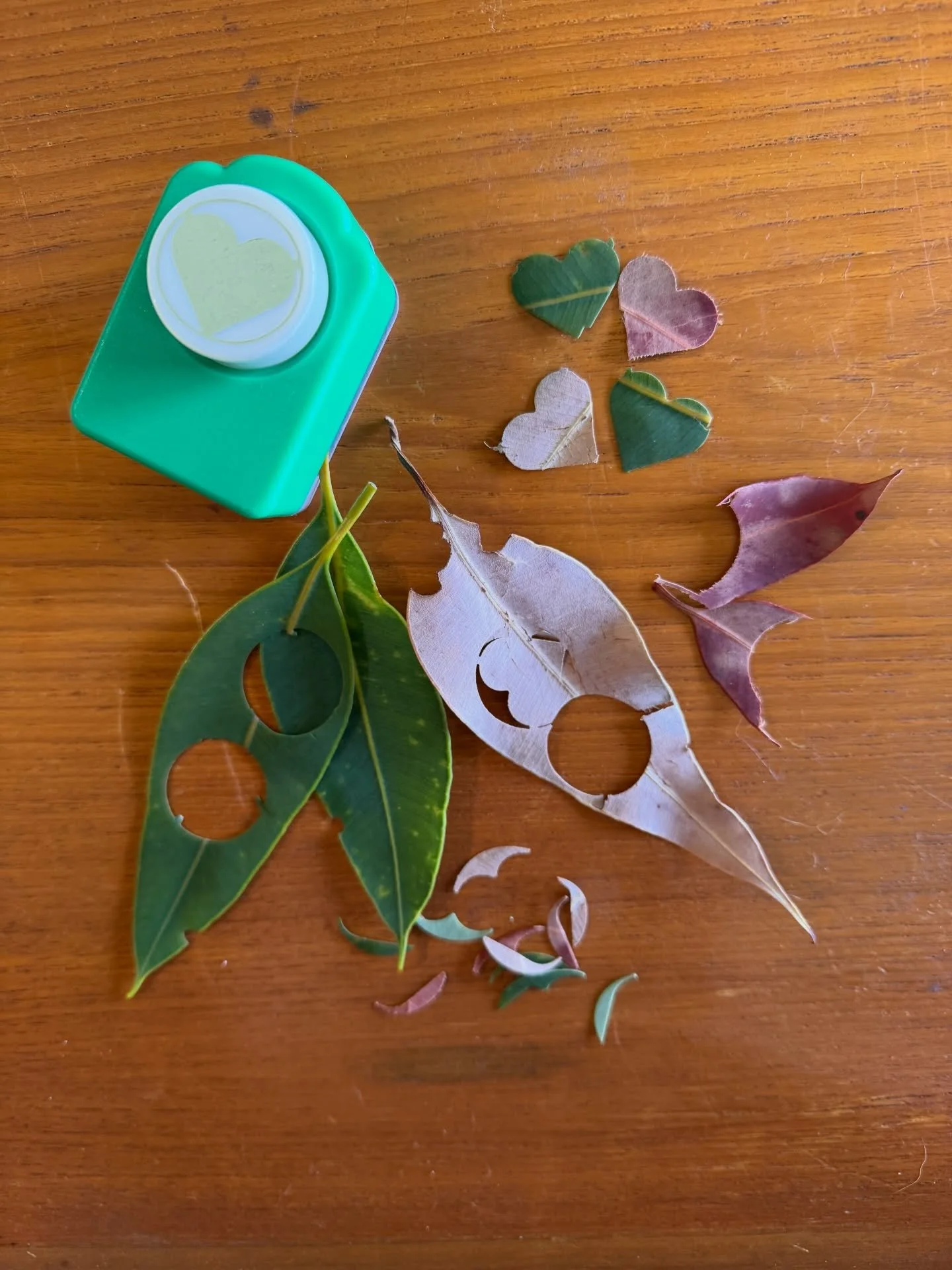 I have been Spring cleaning in Autumn thanks to my Feng Shui consult by @fengshui.fortunes . I found this heart paper punch and since National Eucalypt day is coming up next Monday thought I would try out some fun ideas.

What do you think would you 