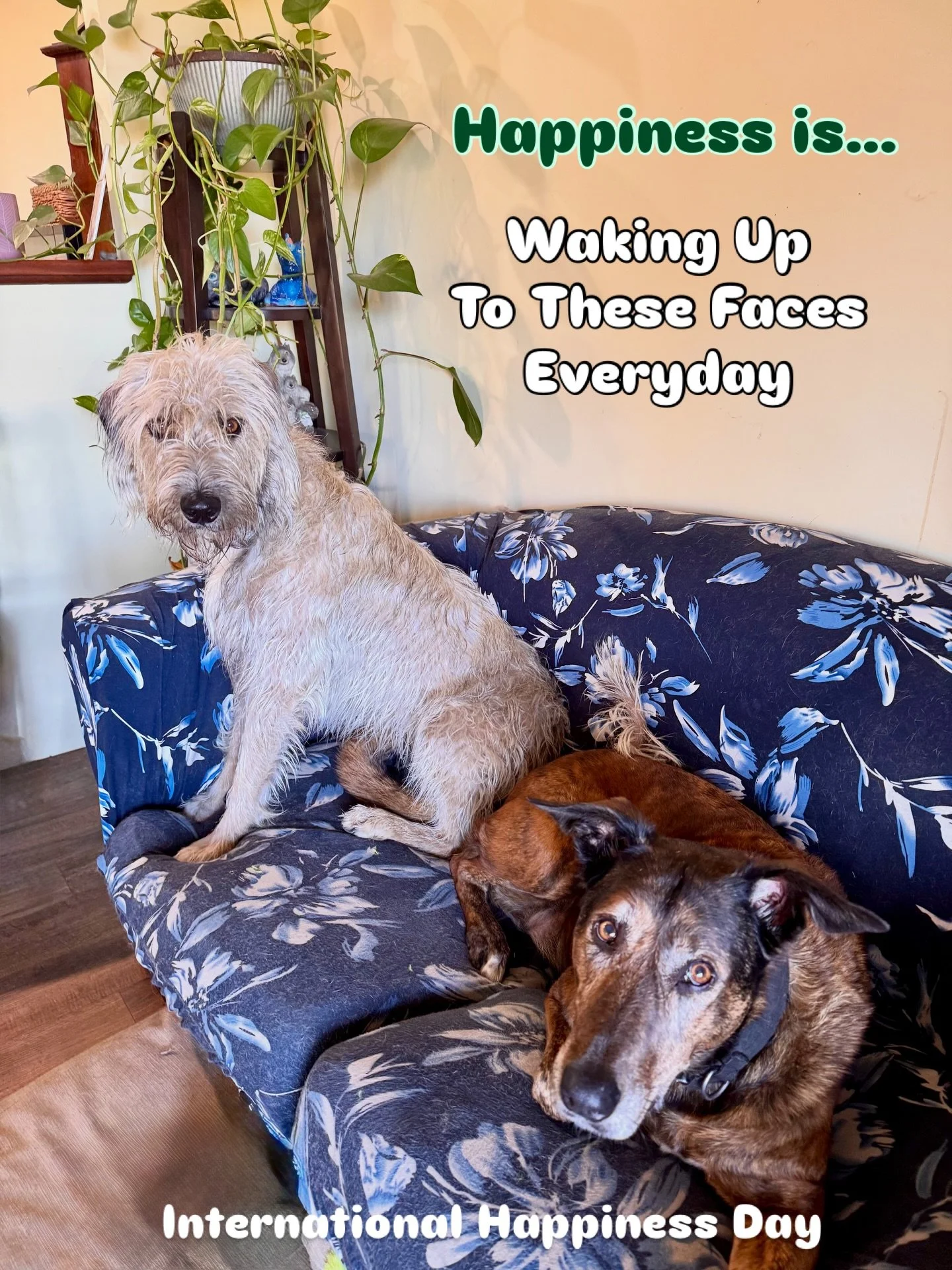 Happiness is &hellip;

The love of a dog and extreme happiness is the love of many dogs.

On this International Happiness Day I am so blessed and yes happy to have this wonderful life where I have two amazing fur kids .

Even better I get to share mo