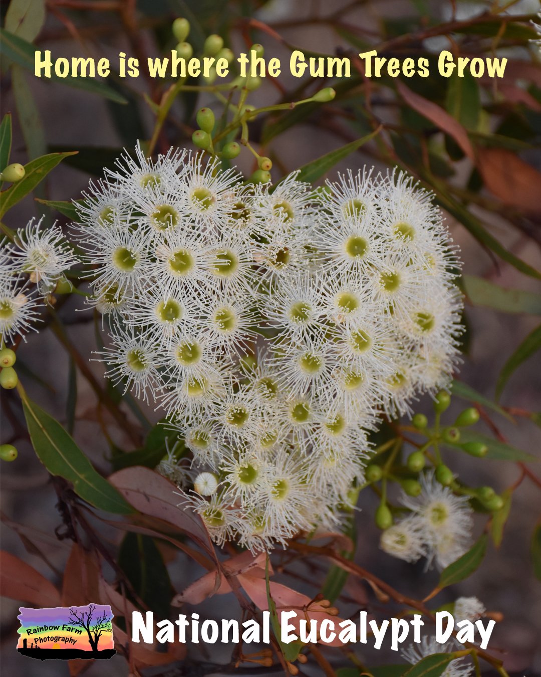 It's National Eucalypt Day a special day to celebrate the amazing Australian Eucalypt trees with over 800 varieties they are something to be treasured with their beautiful fragrant healing leaves and spectacular flower arrays taking a walk in the bus