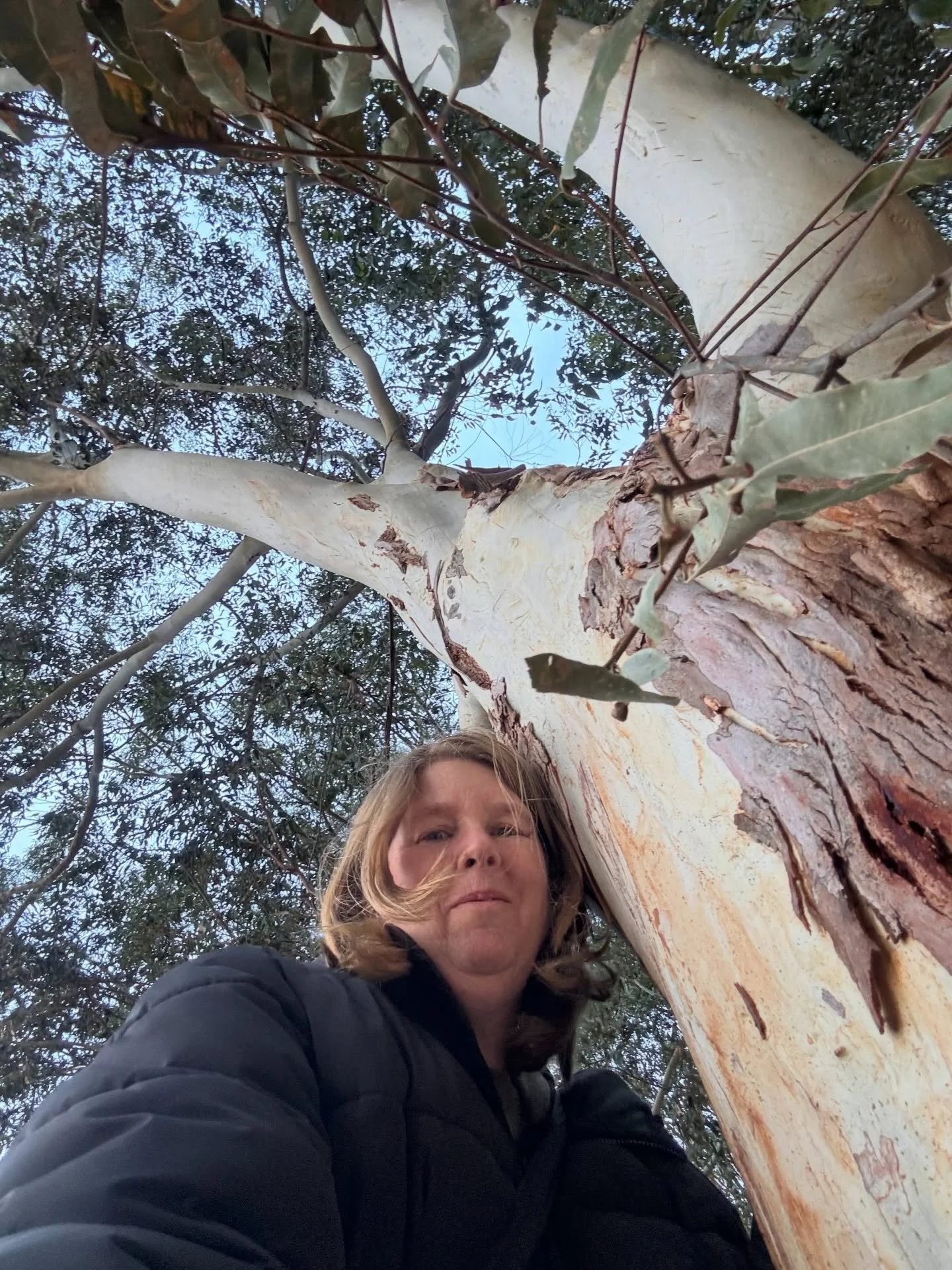 For national eucalypt day go out and find special eucalyptus tree and give it a hug .

The benefits of this numerous from getting out in the fresh air to receiving healing energy from all of nature especially when hugging a eucalyptus tree.

If you n