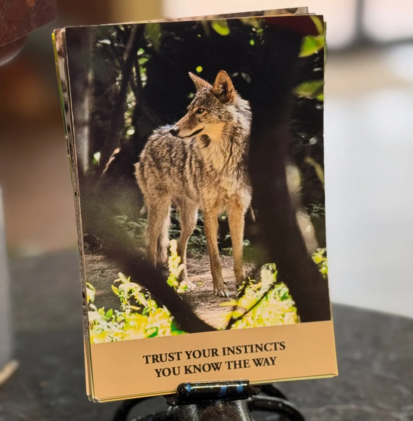 Choosing a card a day from my soon to be released Wild Wisdom affirmation deck.

I have printed all the cards onto 4x6 photo prints which makes them hard to shuffle so when this card showed up in the shuffle with the back showing I hesitated then fix