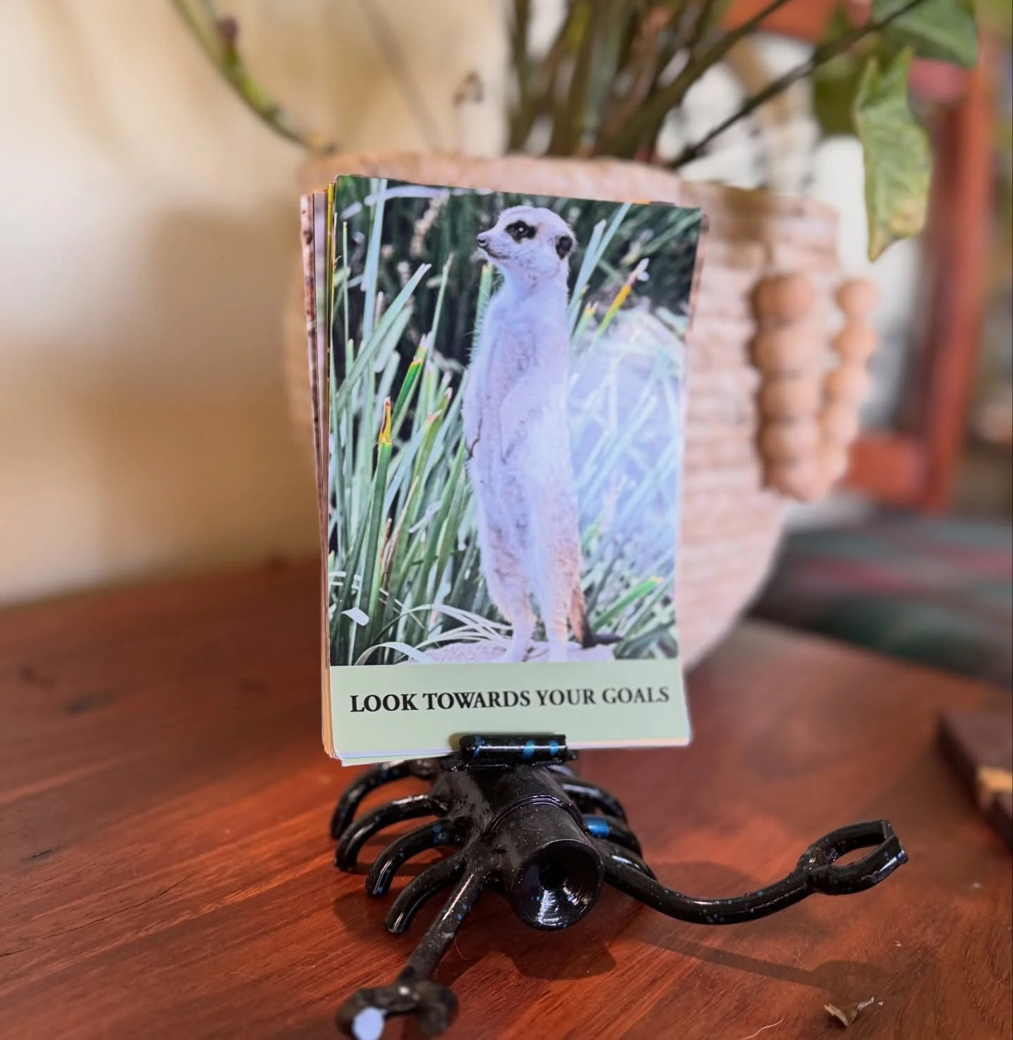 I know it can be difficult to be brave enough to look towards your goals your dreams.

Maybe seeing this adorable meerkat will make you smile and give you the boost you need to reach for that goal you really want.

I have struggled with this also wit