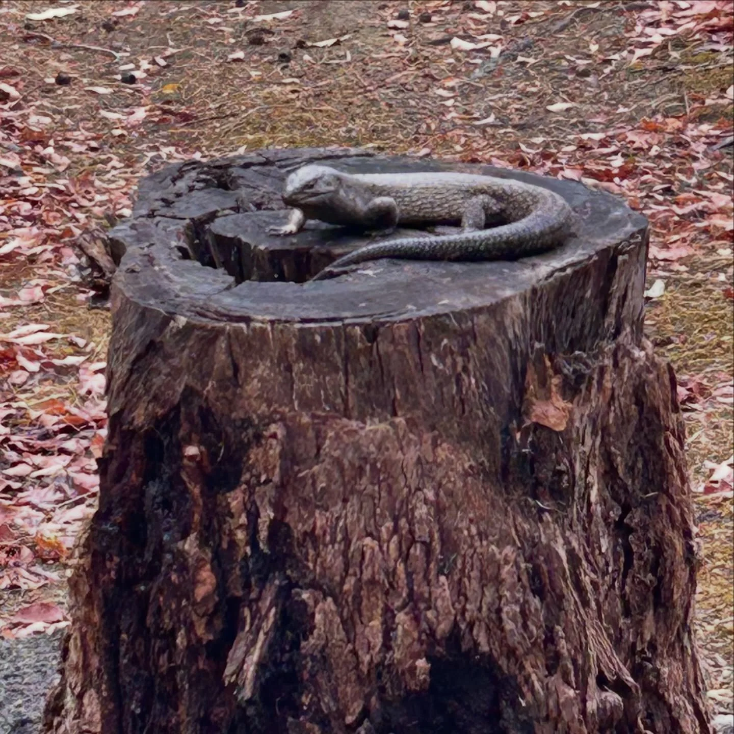 Garden ornament or real?

My Dad sent me this photo from his place in Vasse.

Yes it is real and living in that stump.

I had to look twice thought he was tricking me &hellip; my parents live on a bush block and they have a family of skinks that come