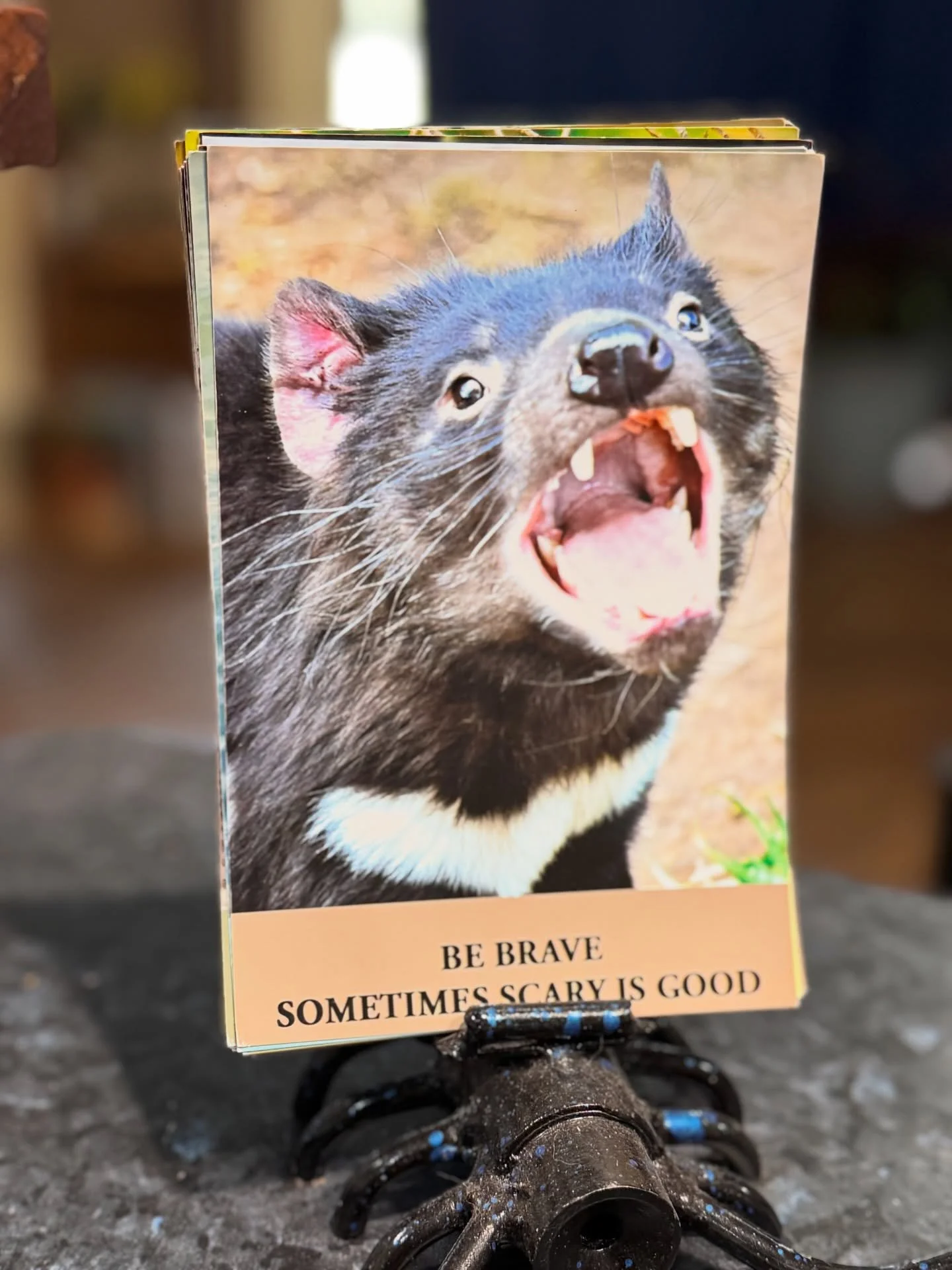 It can be good to be brave and then sometimes probably should have thought about it before acting just ask Sorsha.

Still on restricted activity but back to full energy so I am the one being brave and strong holding her back from wrecking the vets go