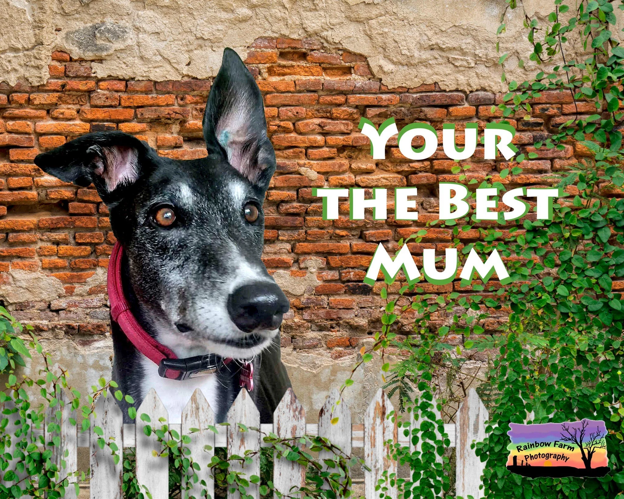 Pet mums&hellip;

What&rsquo;s one thing your dog does that melts you every time?

Mother&rsquo;s Day doesn&rsquo;t look the same for everyone&hellip;

And for some of us&hellip; it comes with four legs, fur, and a whole lot of love.

The best way to