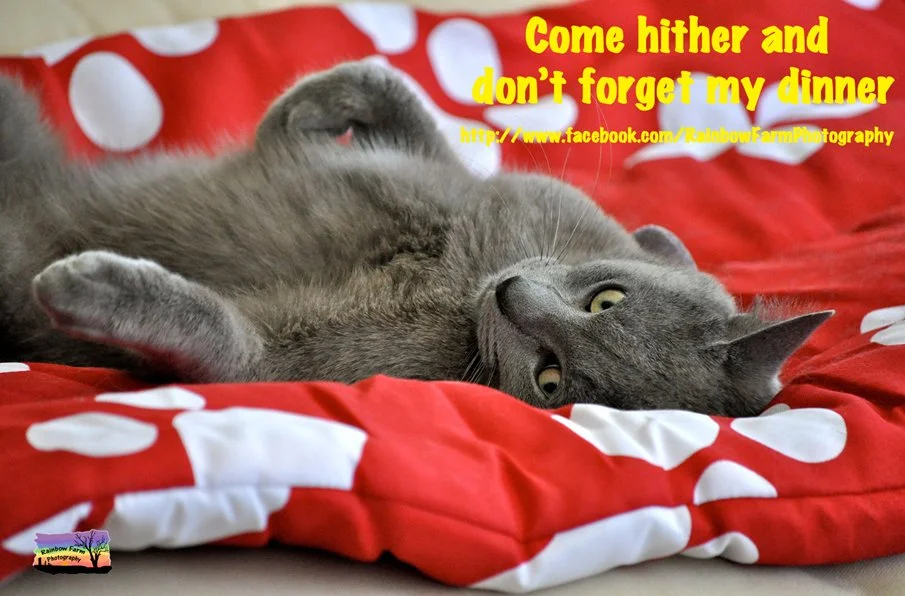 Got to love it when our pets give the demanding ... please me ... now .... look

What funny things does your pet do to make you laugh??

For World Laughter day can you think of a funnier caption for this image?

this image is of a beautiful cat that 