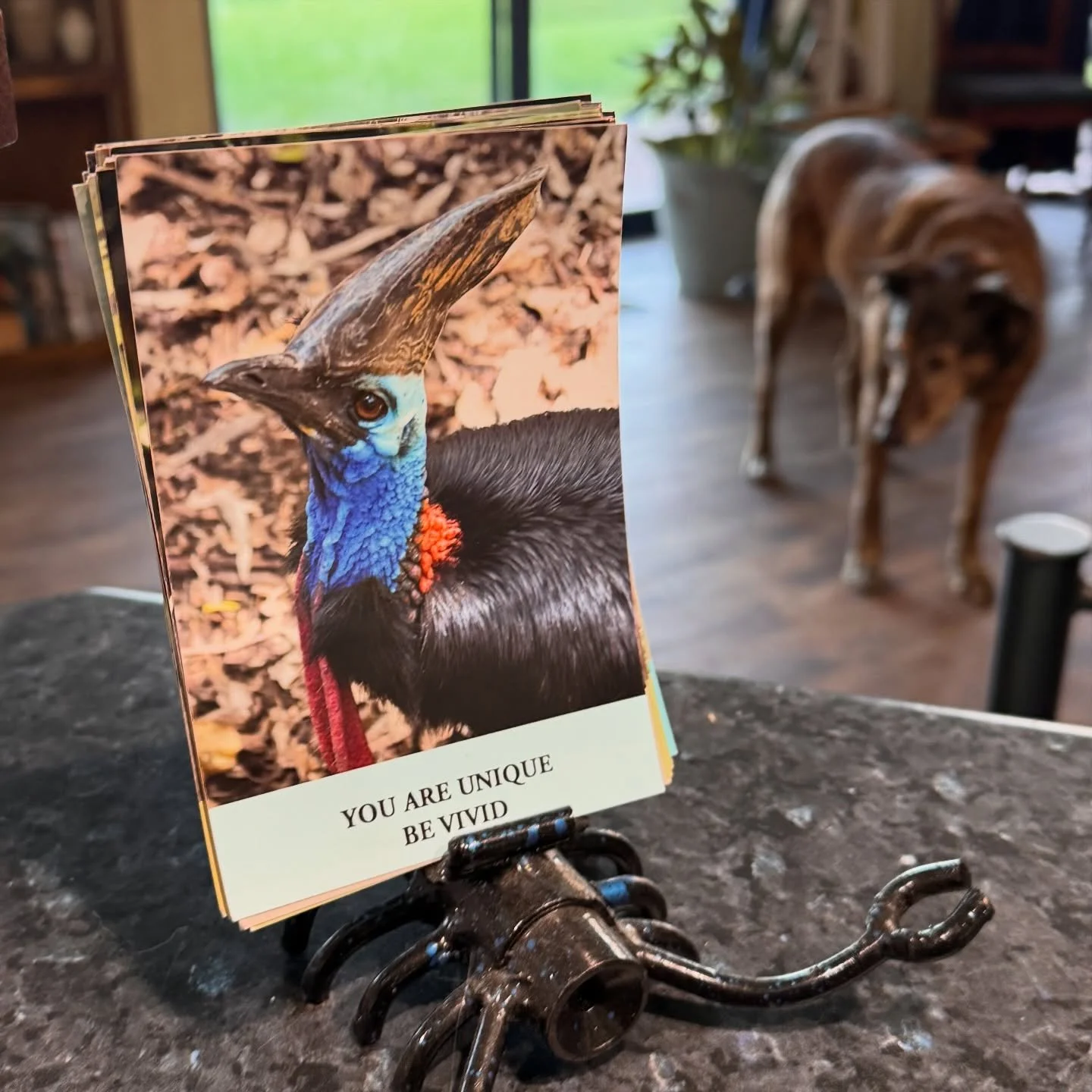 You are vivid and unique don&rsquo;t hide your colours for anyone.

Wild Wisdom affirmation deck coming soon.

Bonnie girl in background.