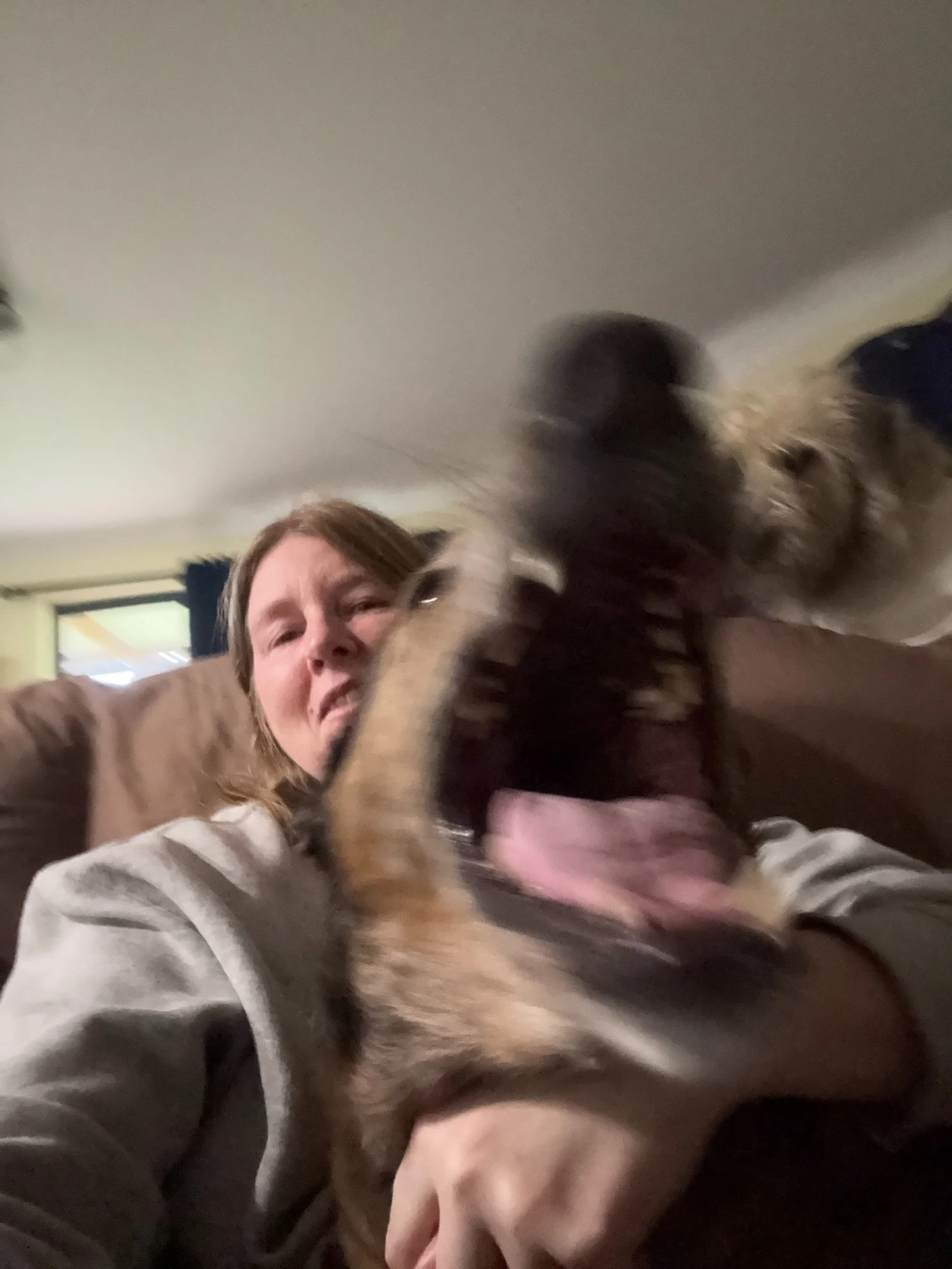 No sun today all cloud and raining.

Sitting on couch and Bonnie comes for a cuddle which gets Sorsha jealous and I see an opportunity to get all in a photo.

😂🤣😂🤣

Don&rsquo;t work with children or animals they say well fur kids especially your 