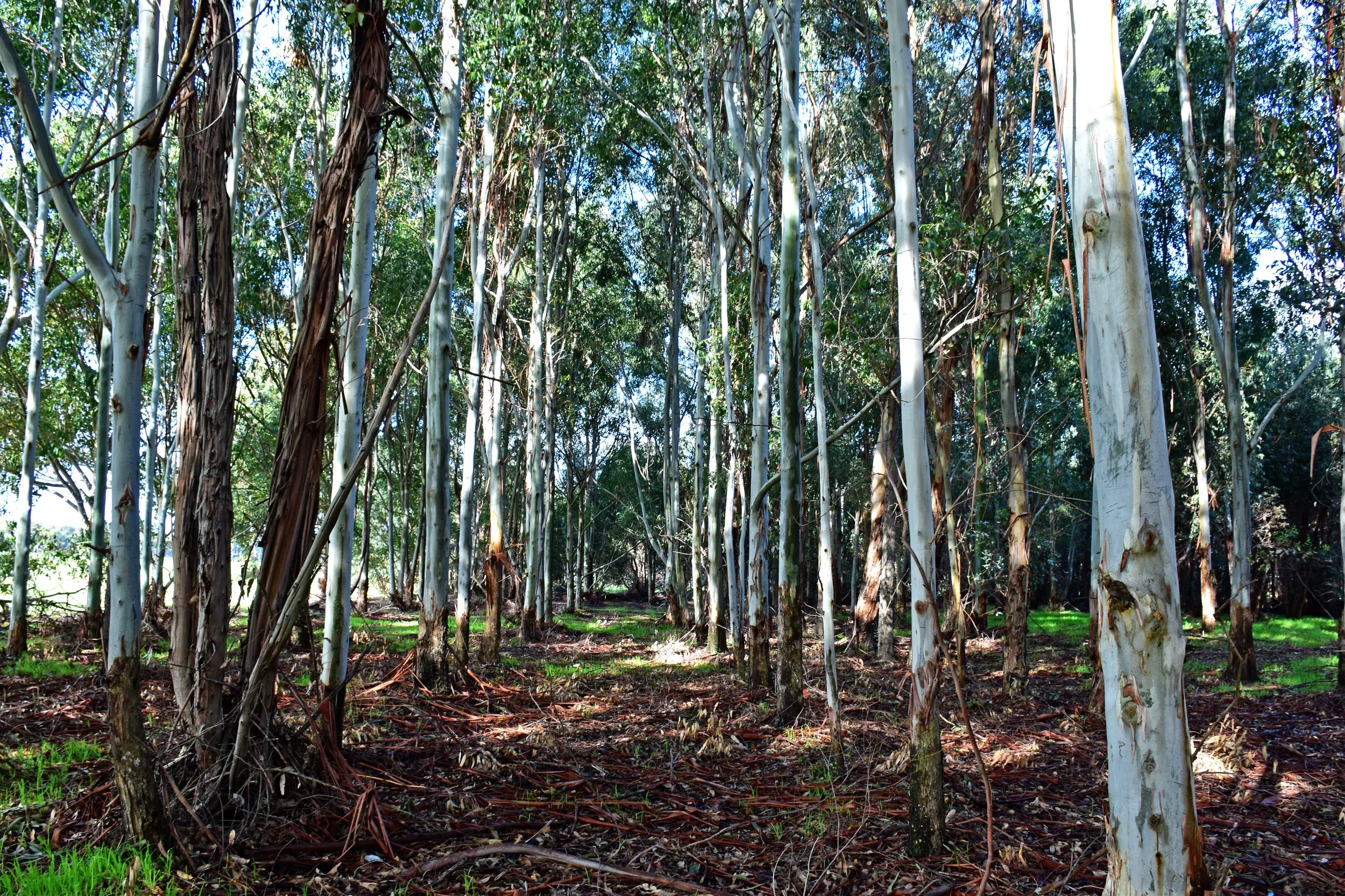 DSC_0117.jpg
