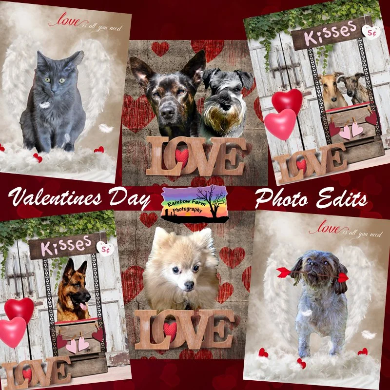 Valetines day pet photo edits