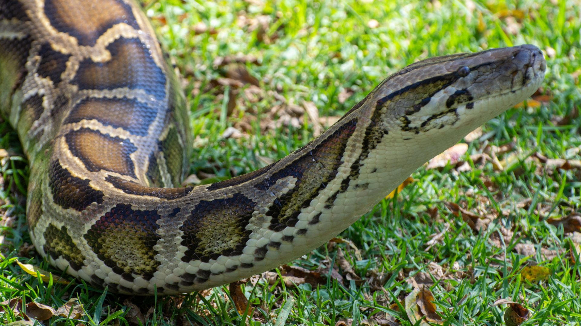 Caring for your Burmese Python — Critters, Reptiles & Exotics
