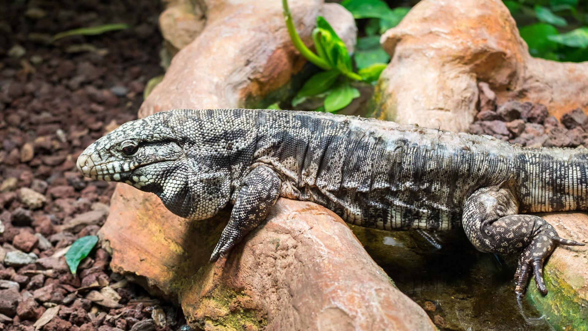 Caring for your Argentine Black & White Tegu — Critters, Reptiles & Exotics