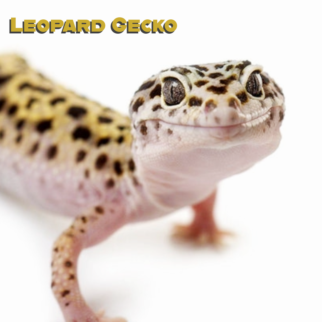 Leopard Gecko Care