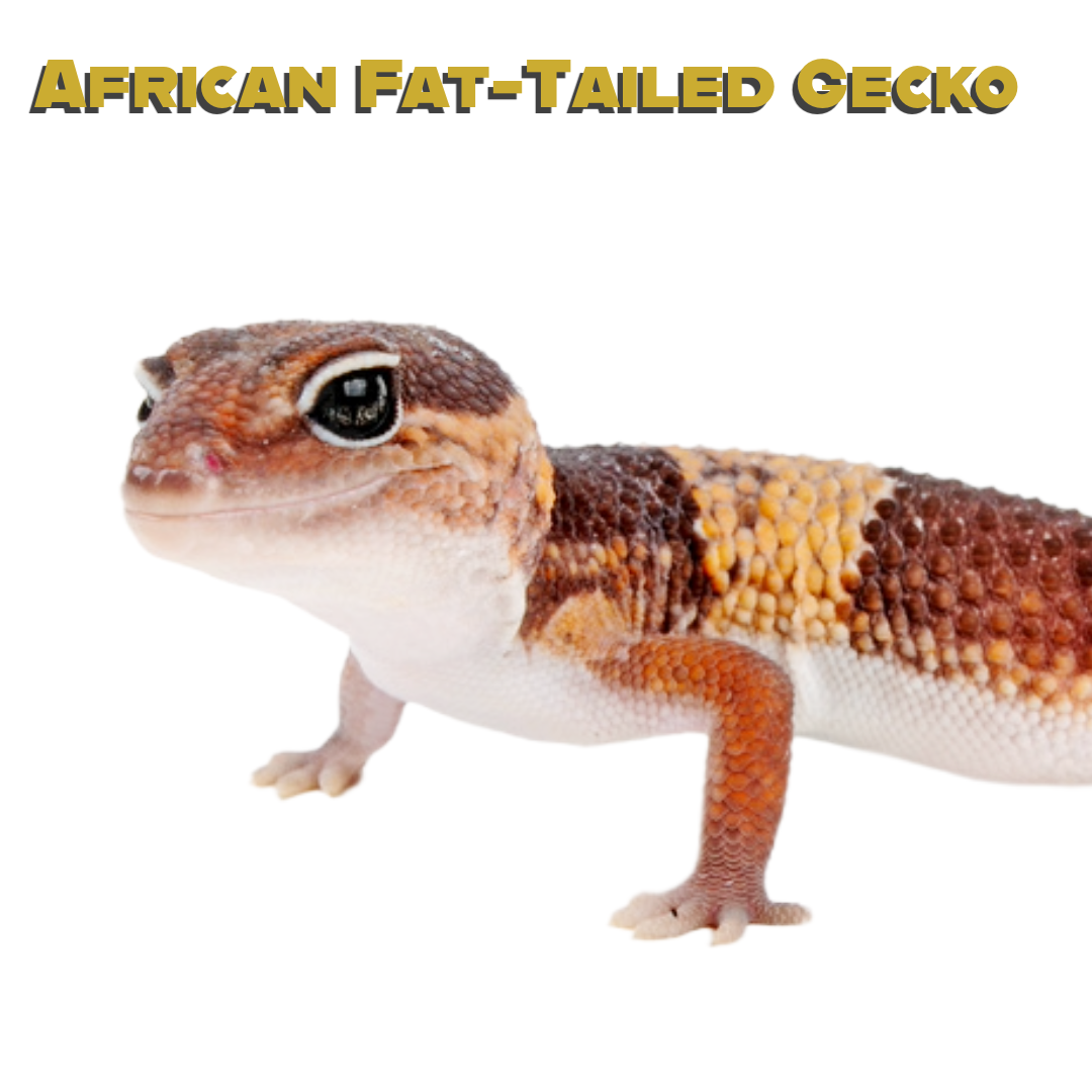 African Fat-Tailed Gecko Care